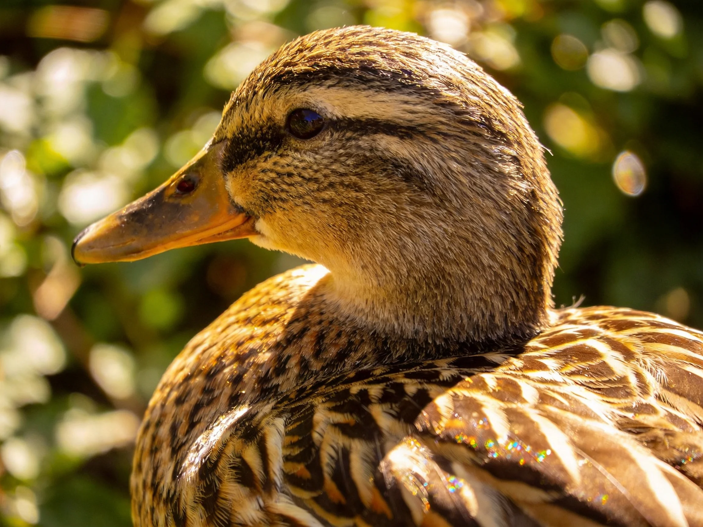 A close-up of a brown and tan duck with blurred greenery in the background.