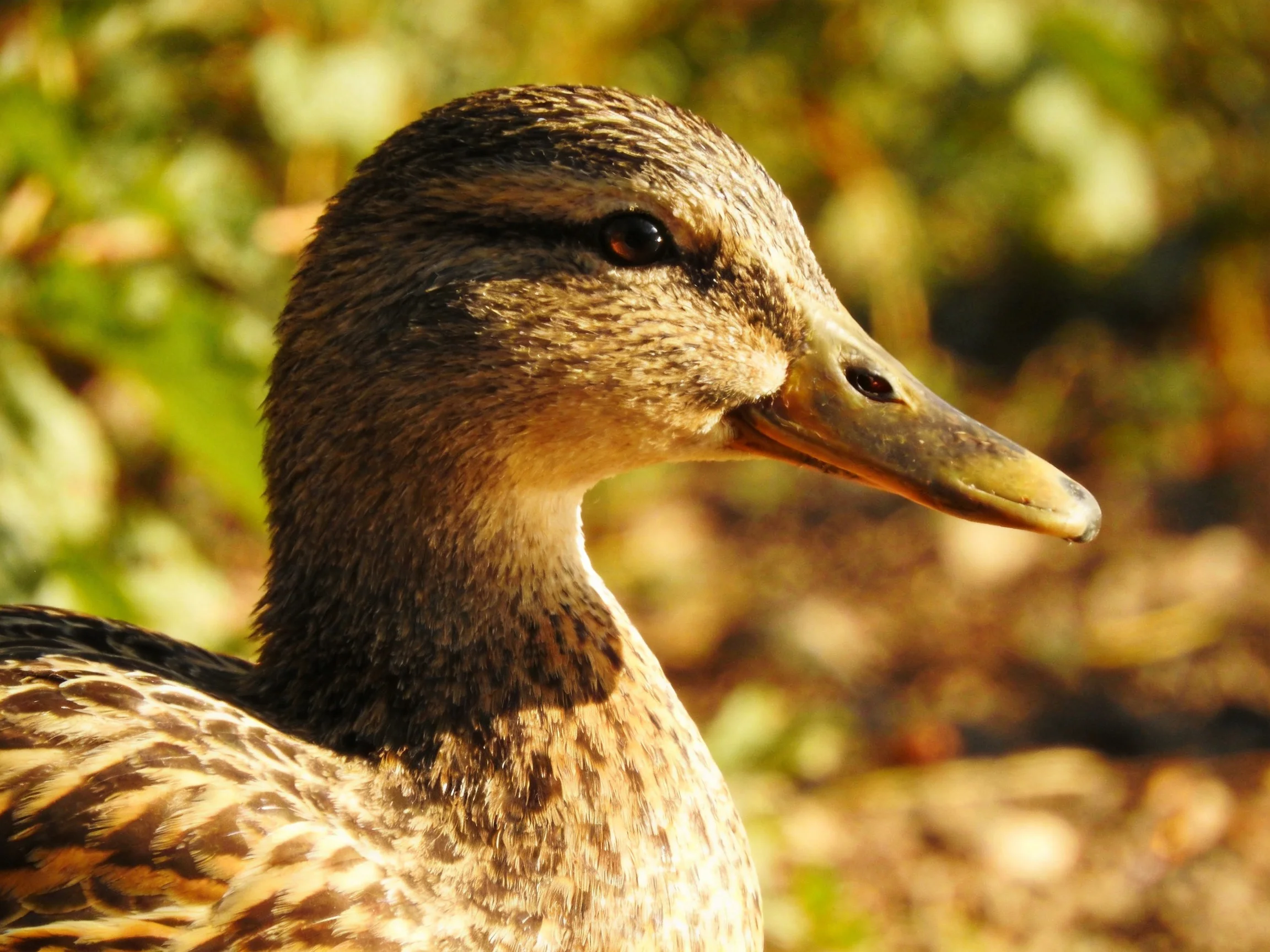 A close - up shows a duck with brown and tan plumage against a blurred natural backdrop.