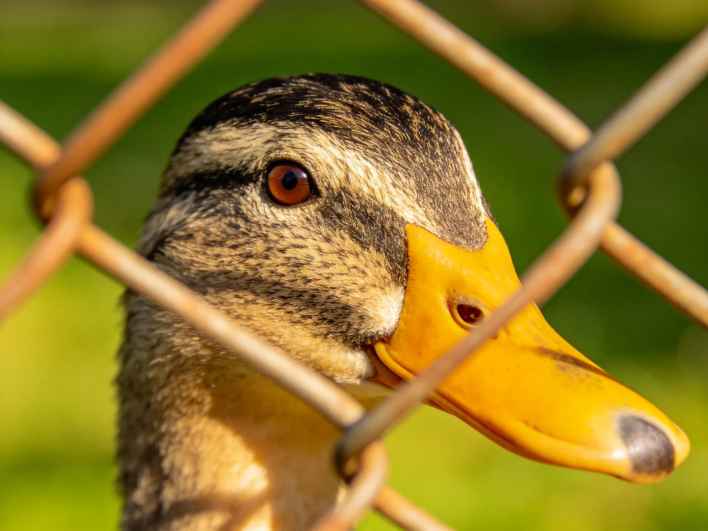 A close - up of a brown and yellow duck behind a chain - link fence
