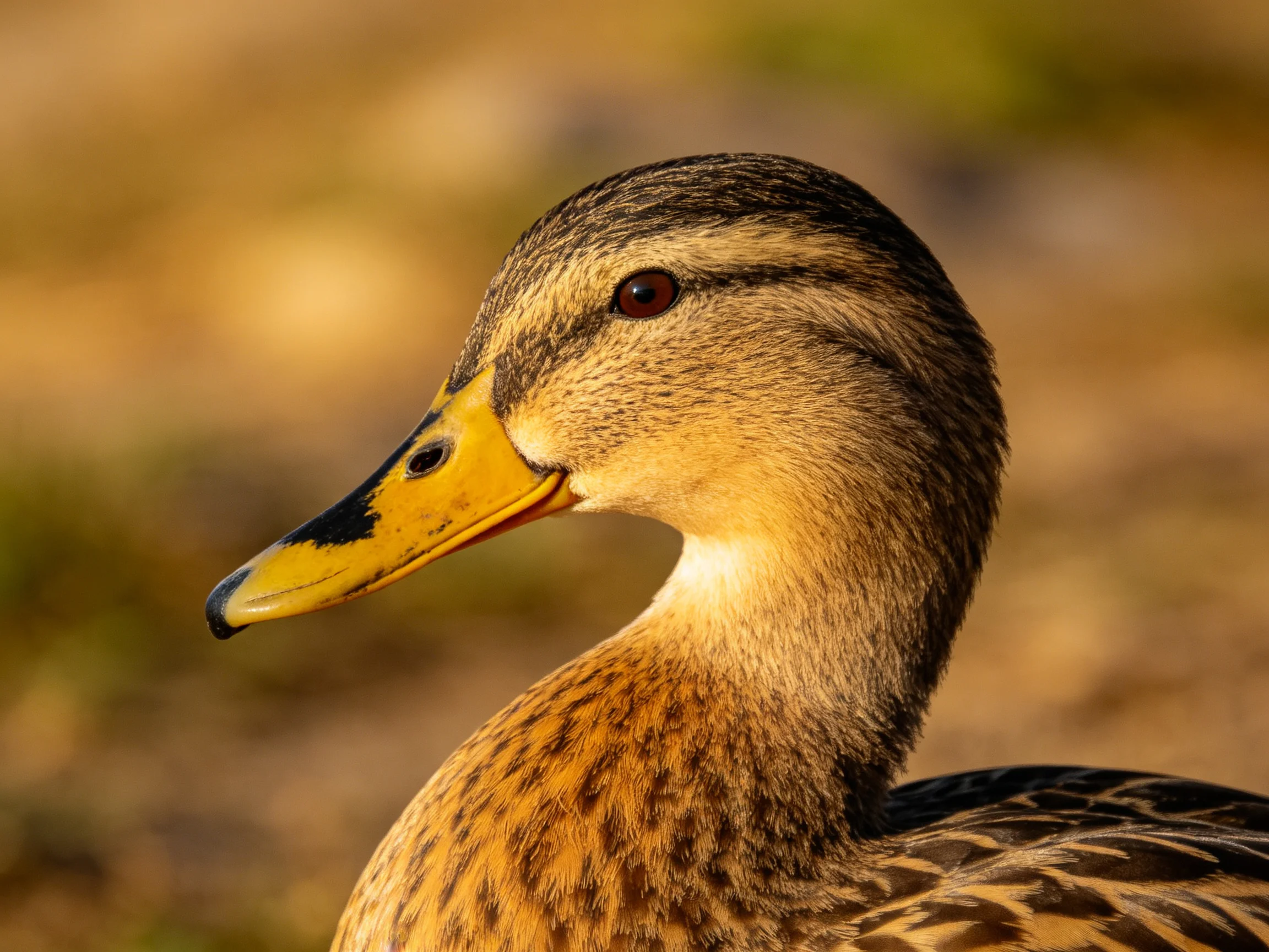 A close-up of a brown and yellow mallard duck with distinctive facial markings