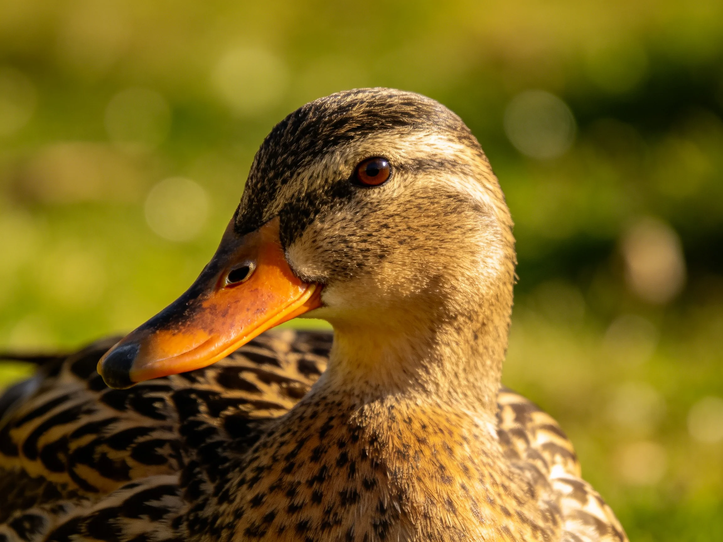 A close-up of a brown duck with an orange beak against a blurred green backdrop