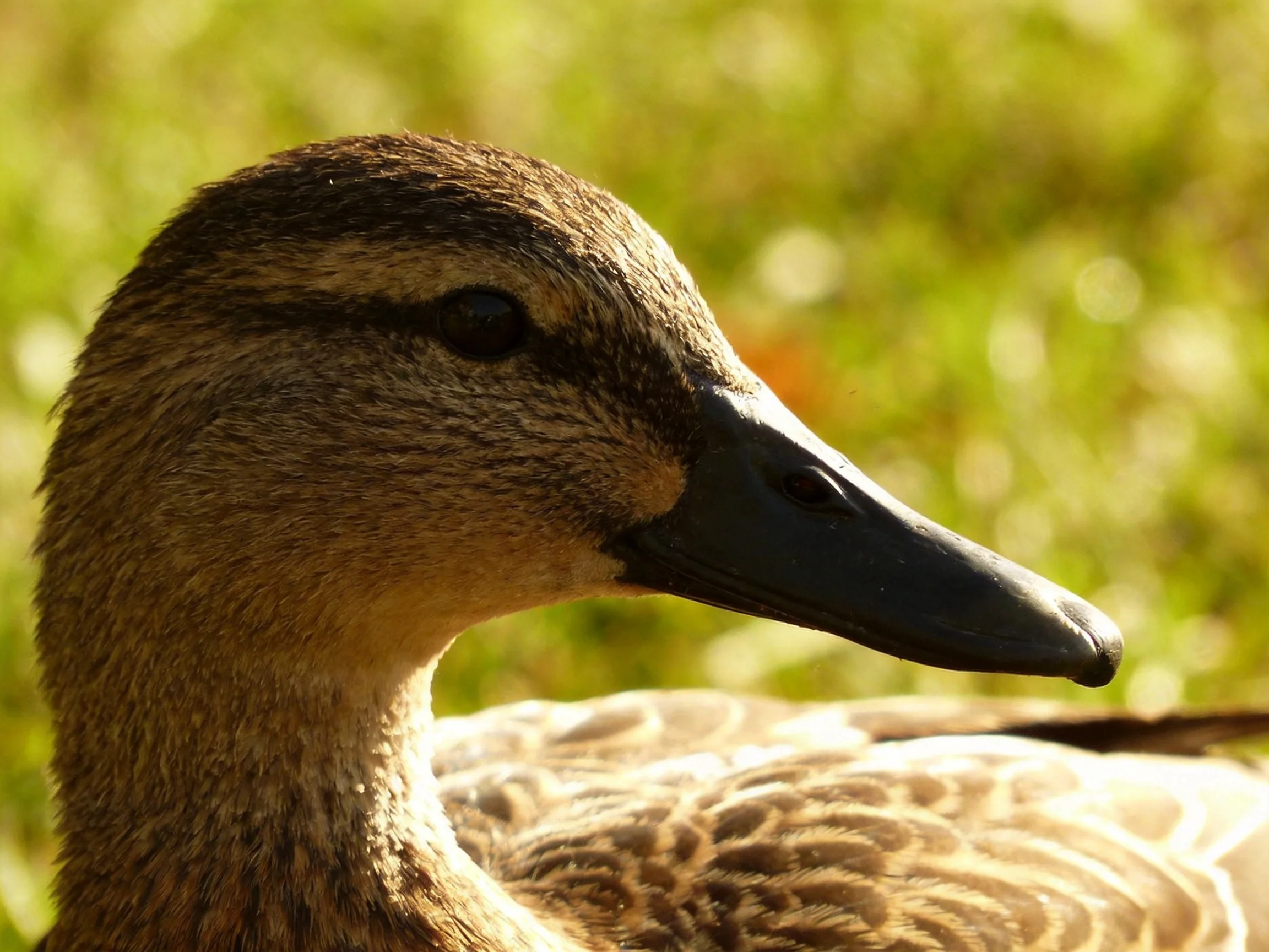 A close-up of a brown-feathered duck with a dark beak near a blurred green backdrop