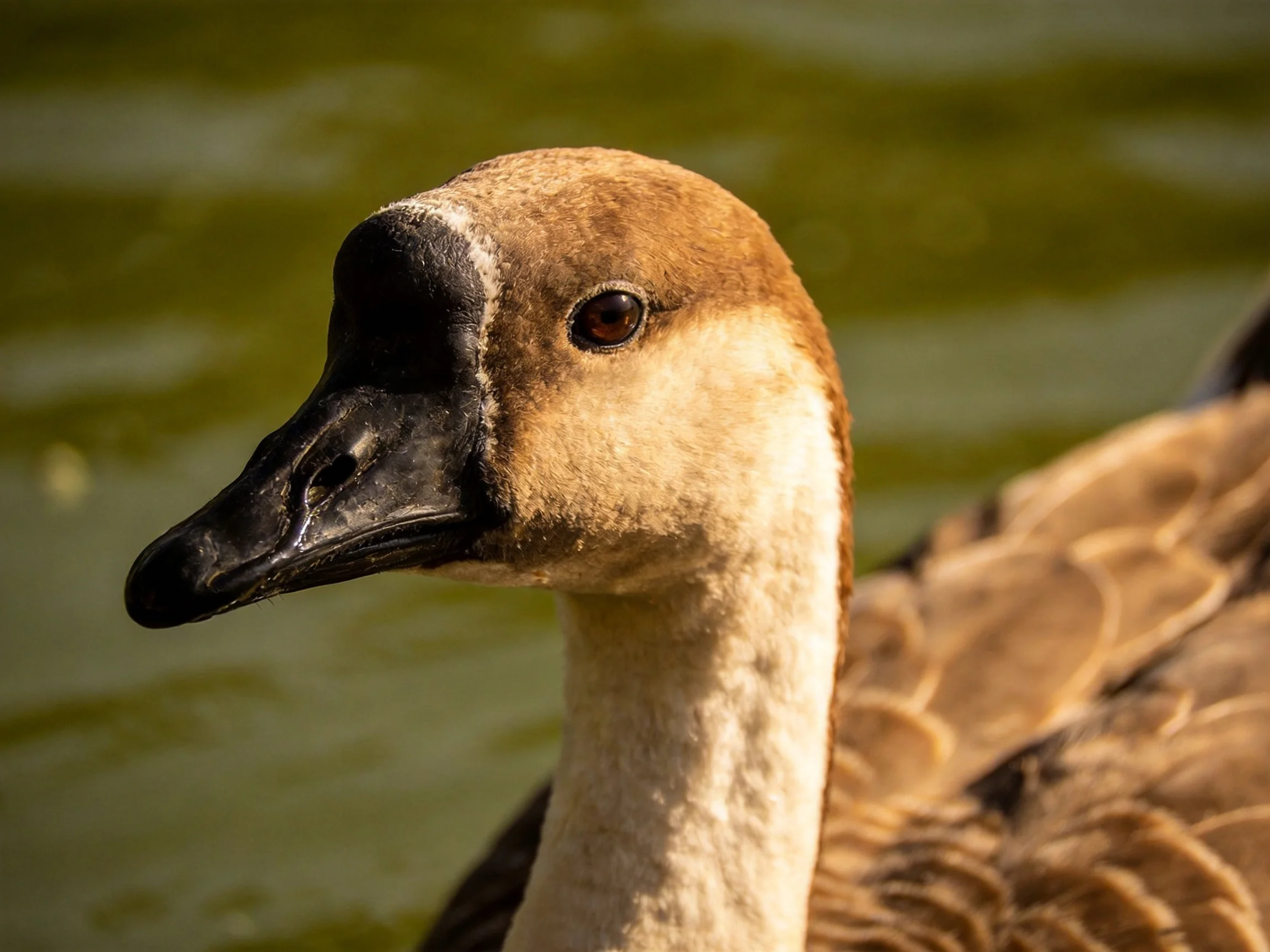 A close-up of a brown-feathered goose with a black beak near greenish water
