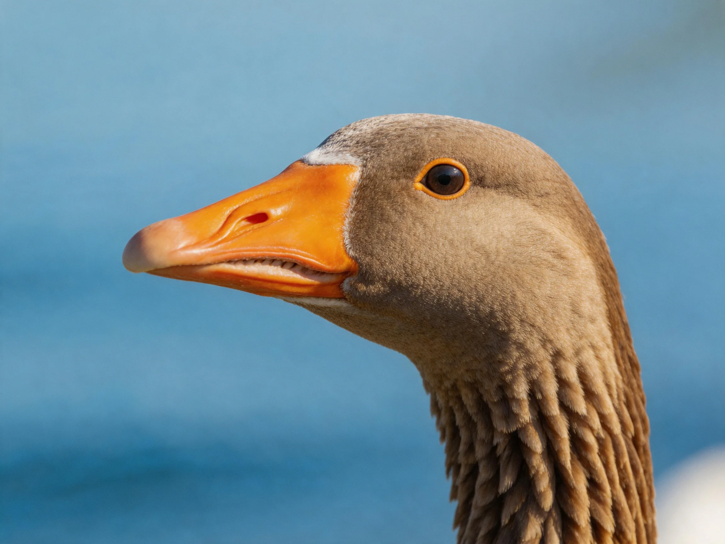 A close-up of a brown-feathered goose with an orange beak near blue water