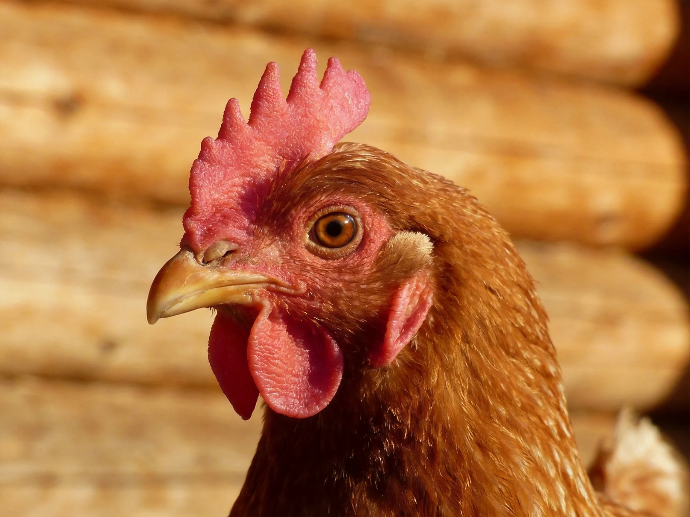 A close-up of a brown hen with vibrant pink comb and wattle