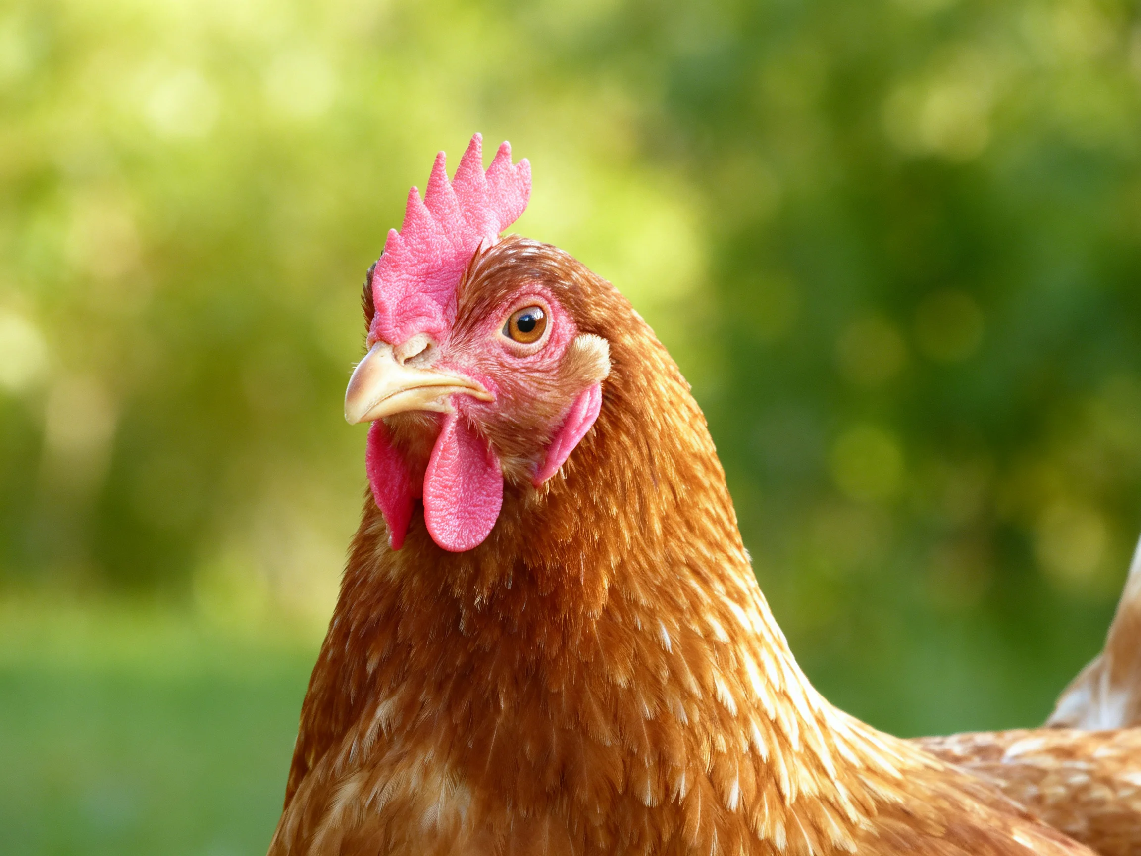 A close - up of a brown hen with vibrant pink comb and wattles