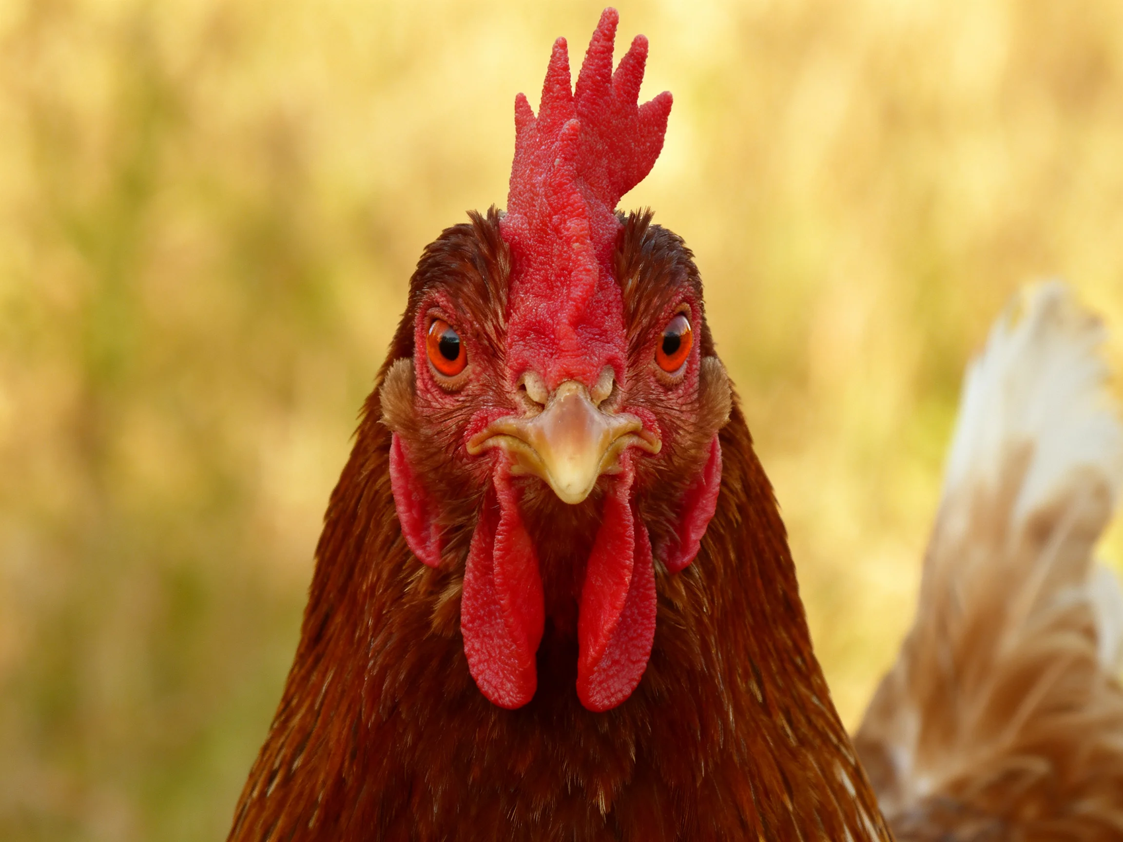 A brown hen with a bright red comb is centered in focus amid a blurred natural environment.