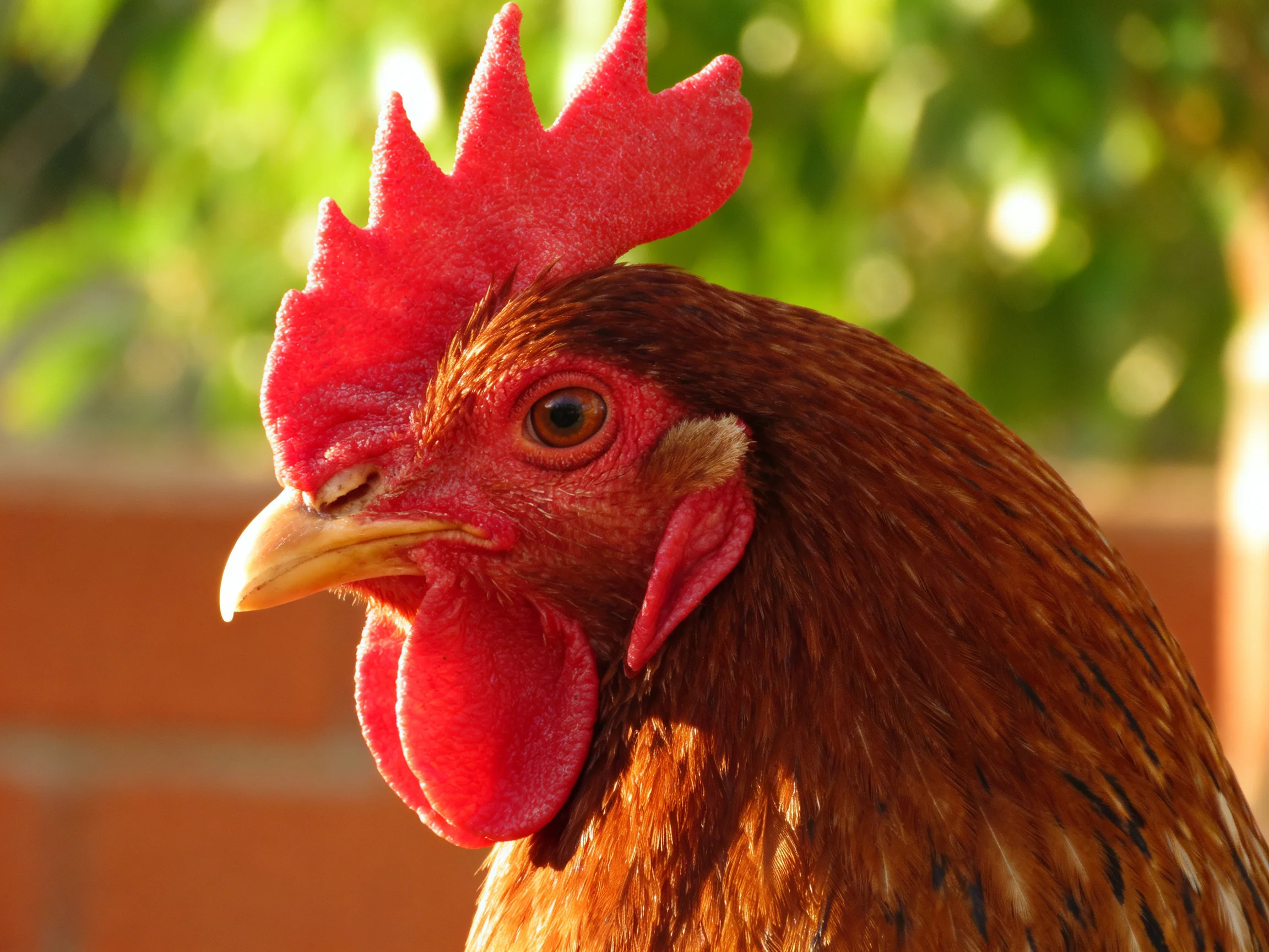 A close - up of a brown hen with vibrant red comb and wattle