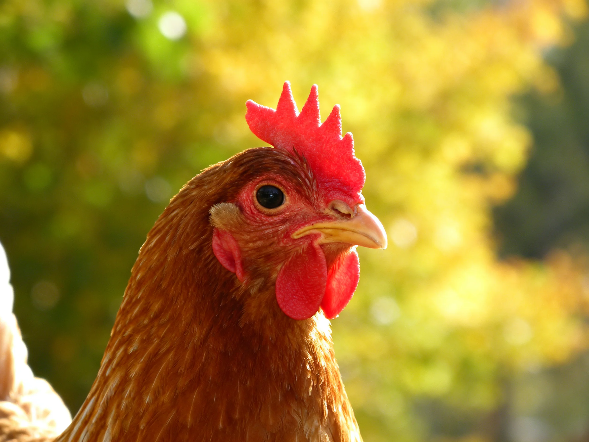 A brown hen with bright red facial features stands out against a blurred natural backdrop.