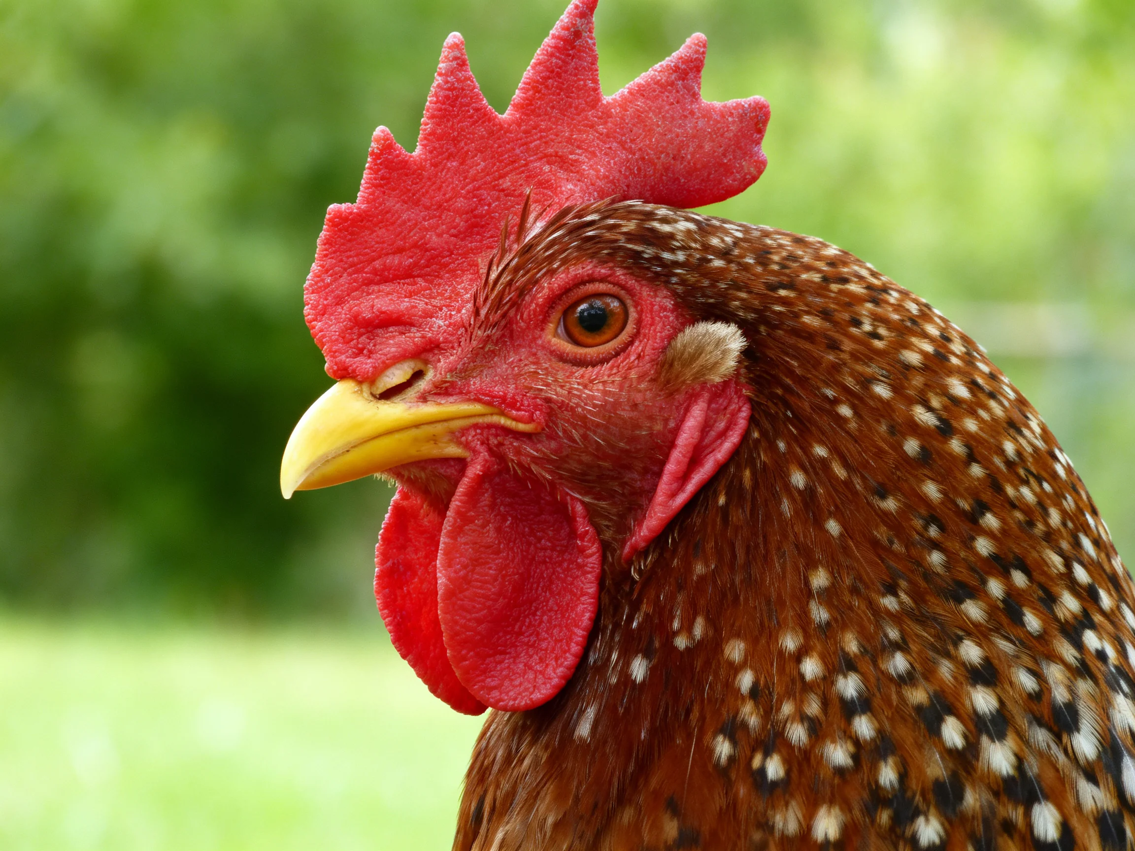 A close-up reveals a brown-speckled chicken with vibrant red comb and yellow beak.