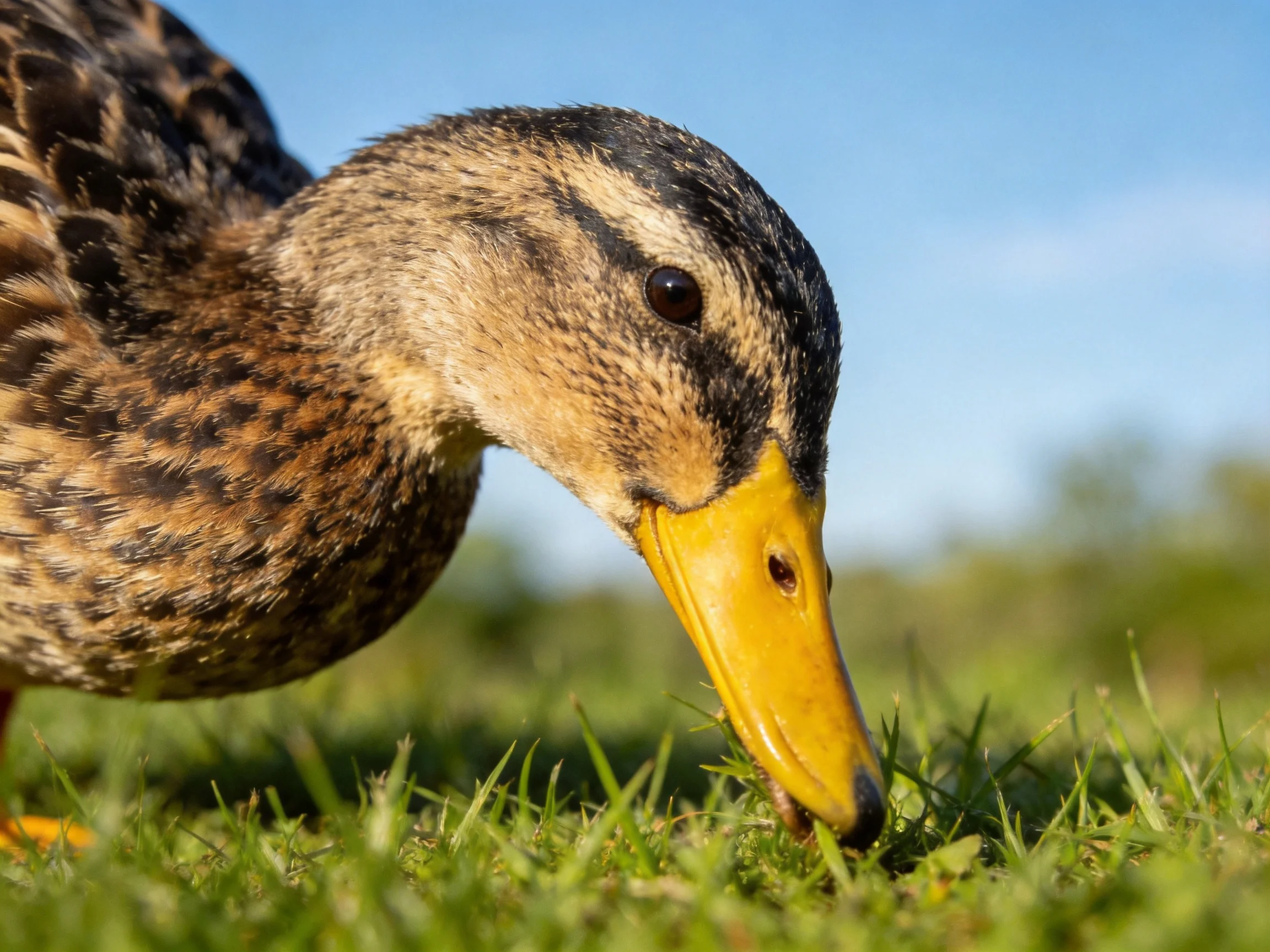 A duck with a yellow beak forages among green grass under clear skies.