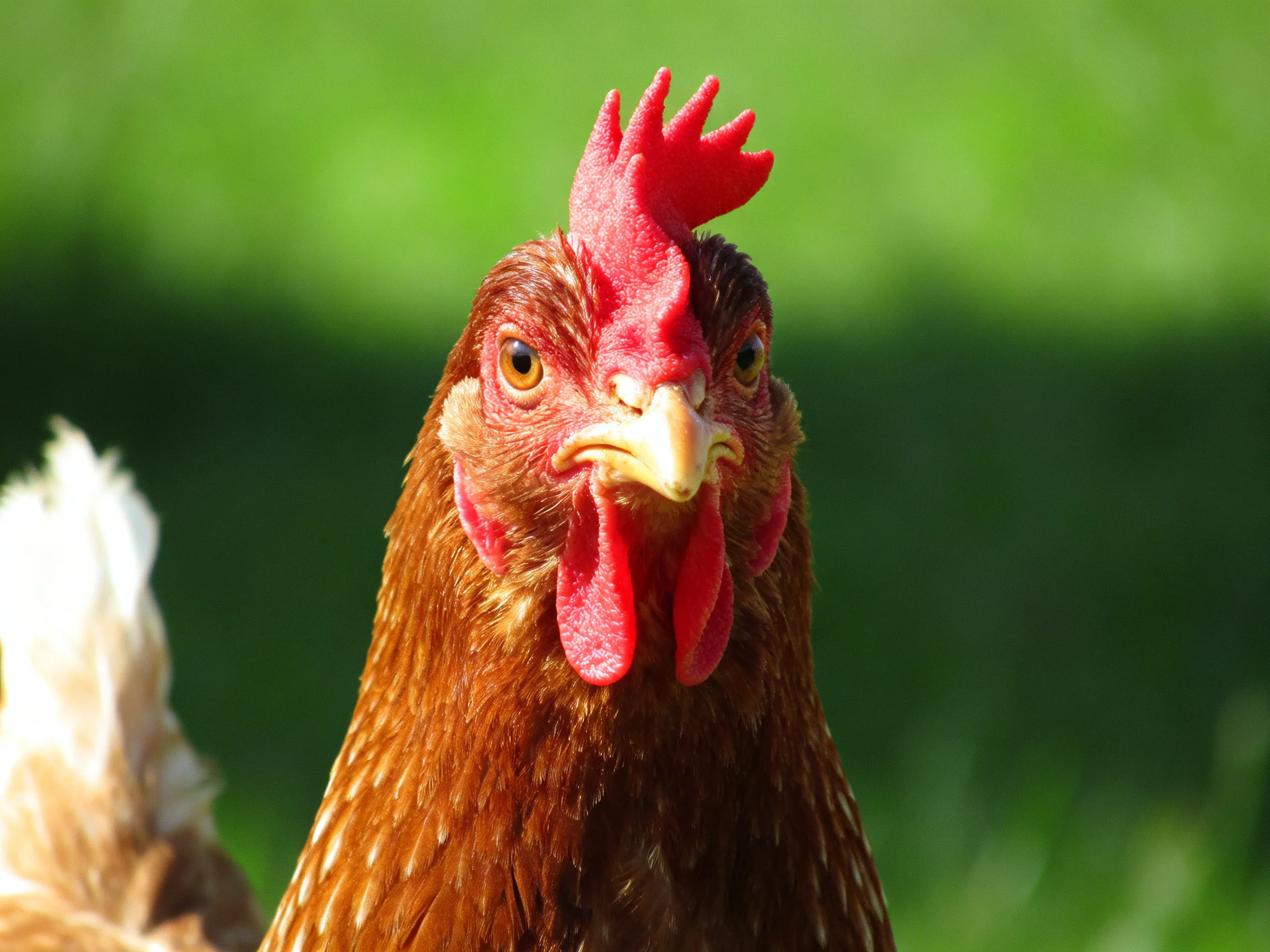 A close-up of a brown-spotted hen with vibrant red comb and wattles