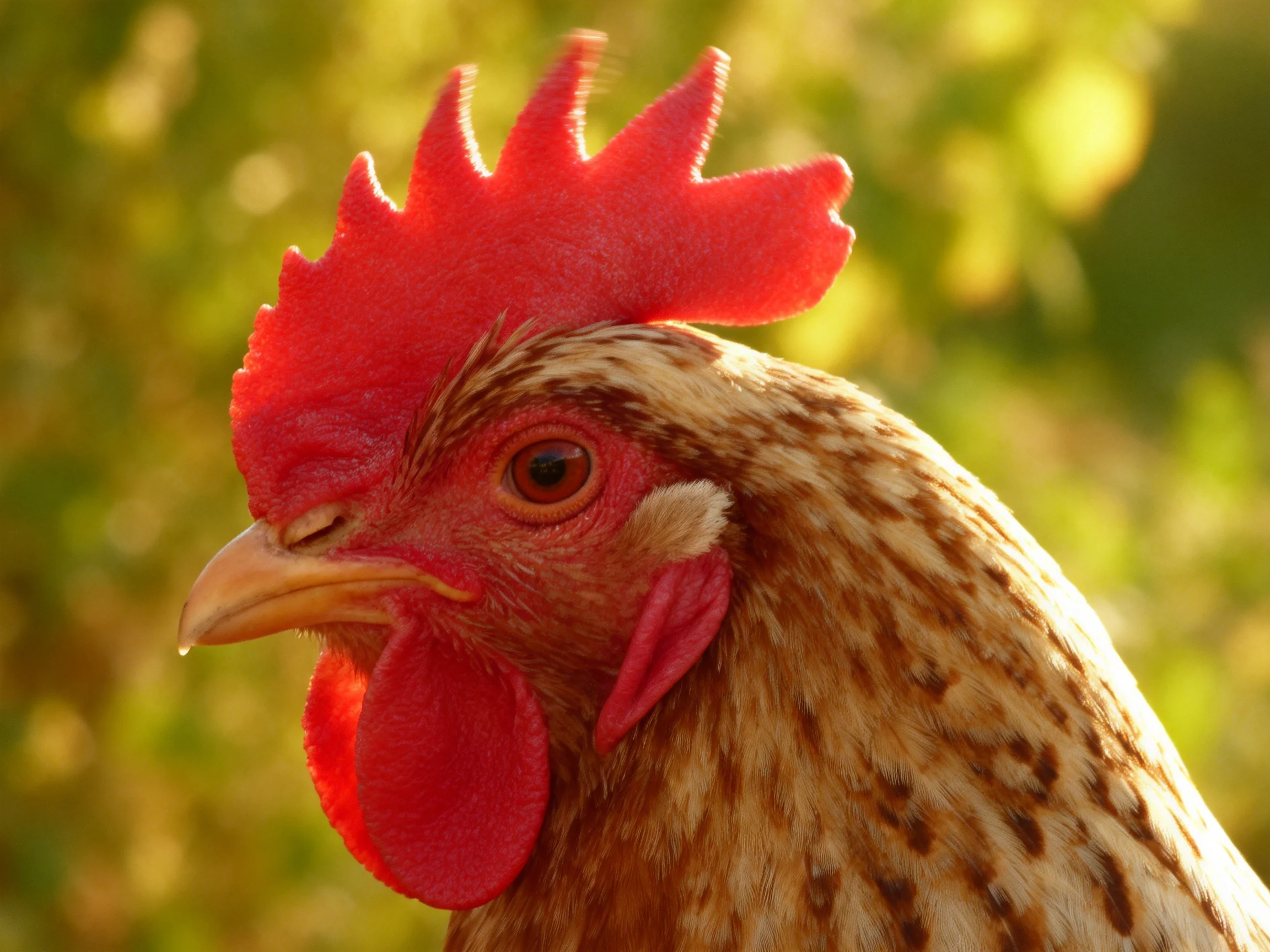 A close-up of a chicken with bright red comb and brown-speckled feathers