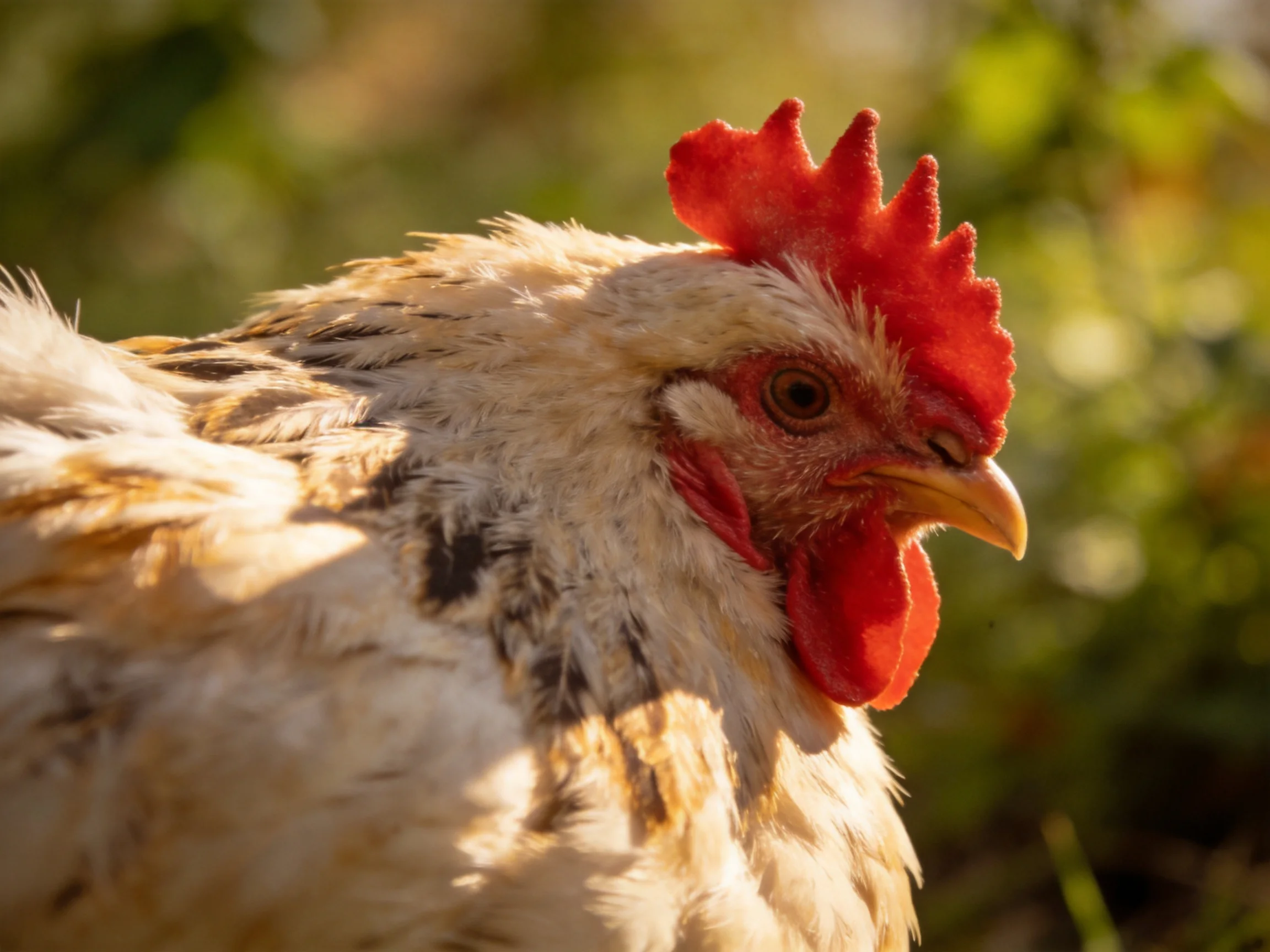 A close-up of a chicken with vibrant red comb and speckled plumage
