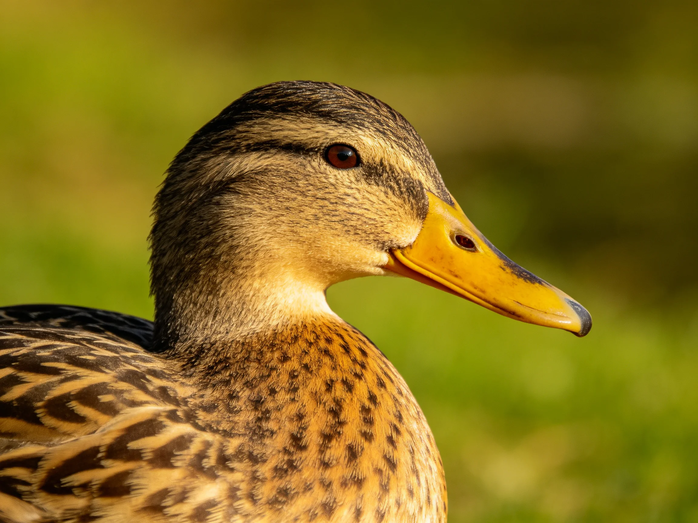 A close - up of a duck with a yellow beak and brown - patterned feathers