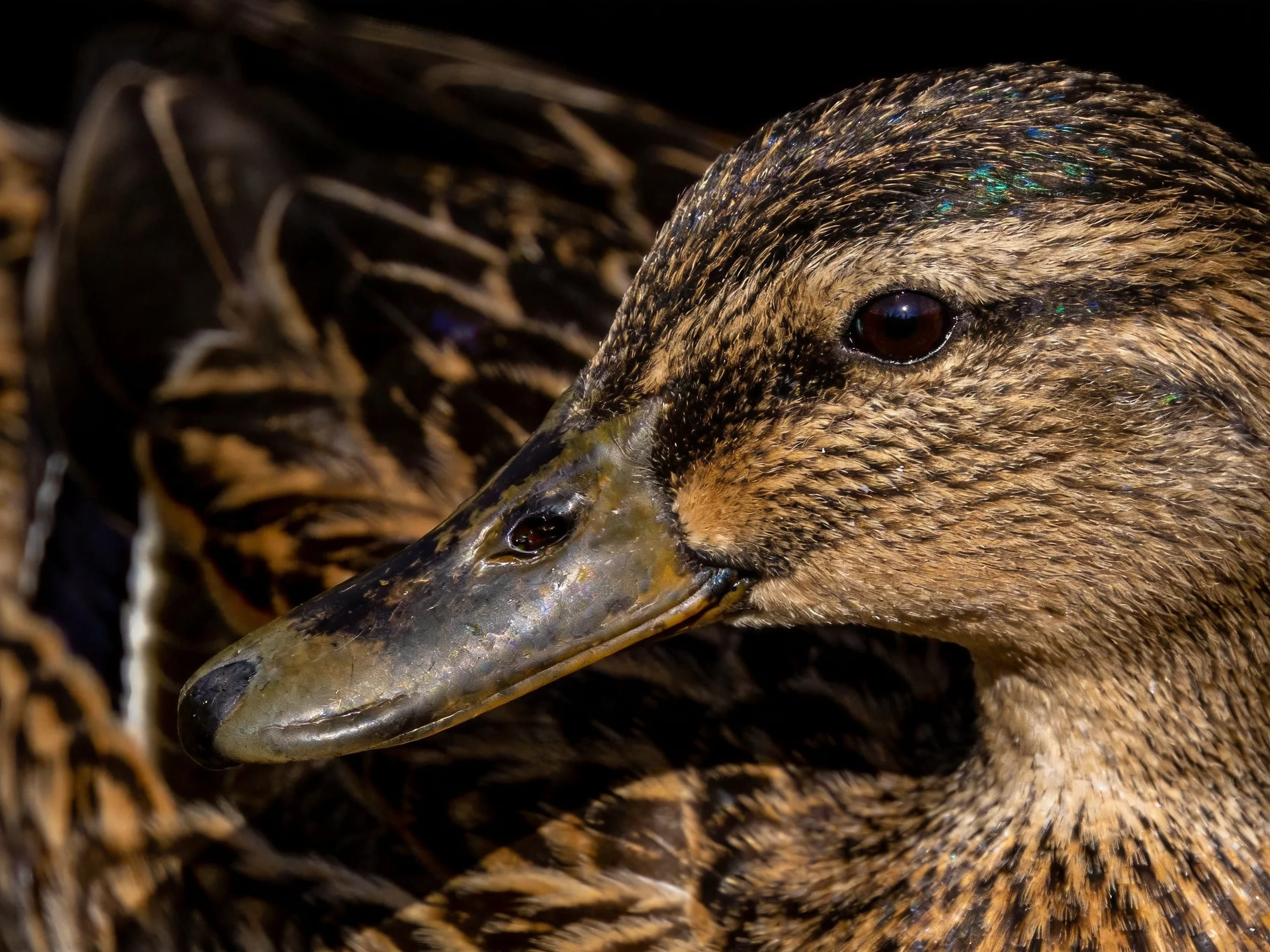 A close - up of a duck displays its brown, black, and iridescent feather details.