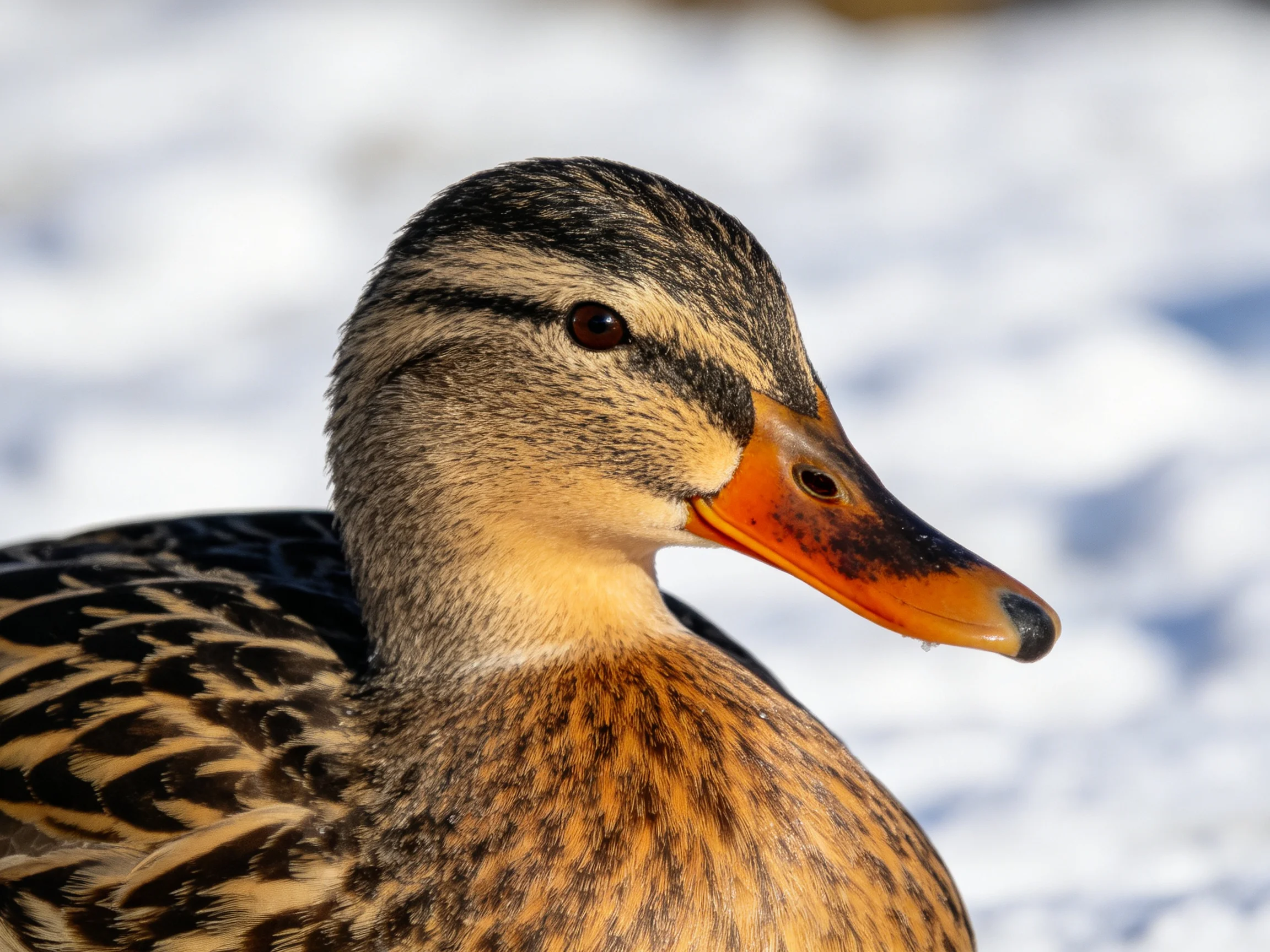 A close - up of a duck with brown, black, and orange feathers near snow