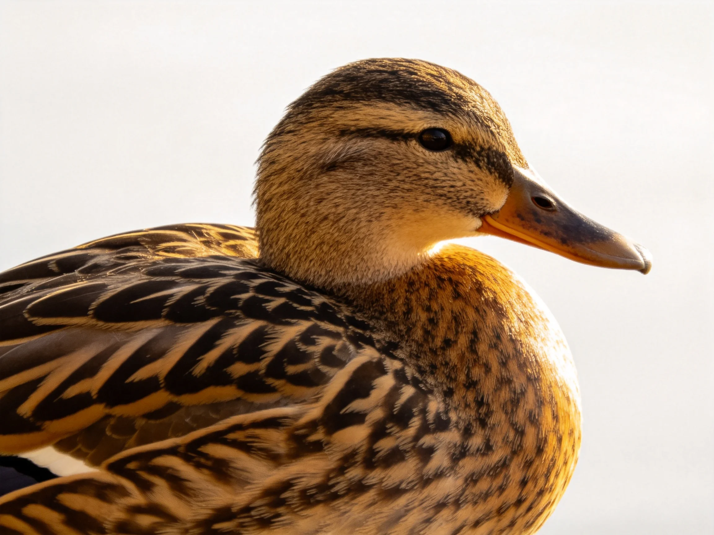 A close - up of a duck with brown, black, and tan feather patterns