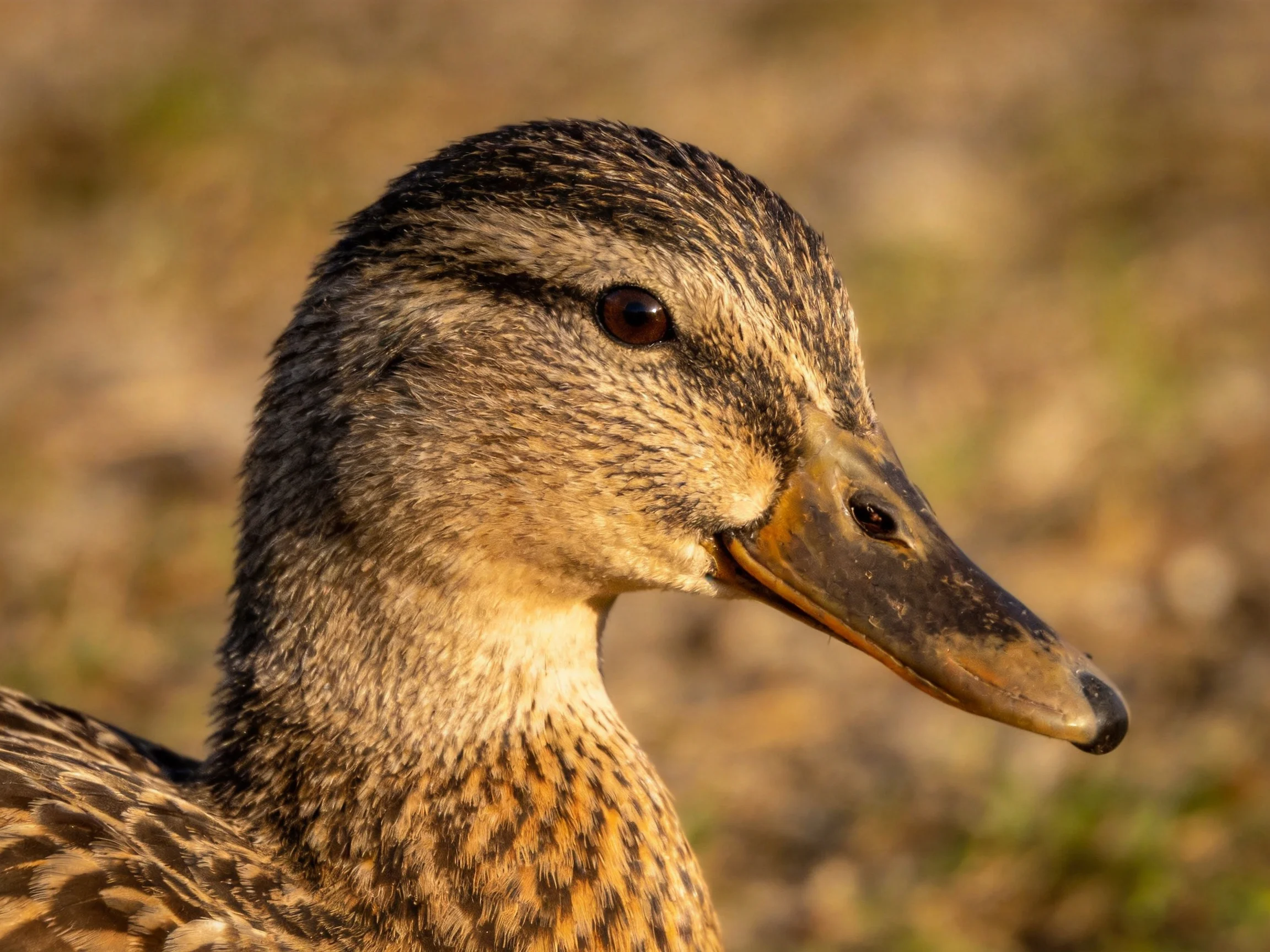 A duck with brown, black, and tan plumage is shown in a close - up photograph.