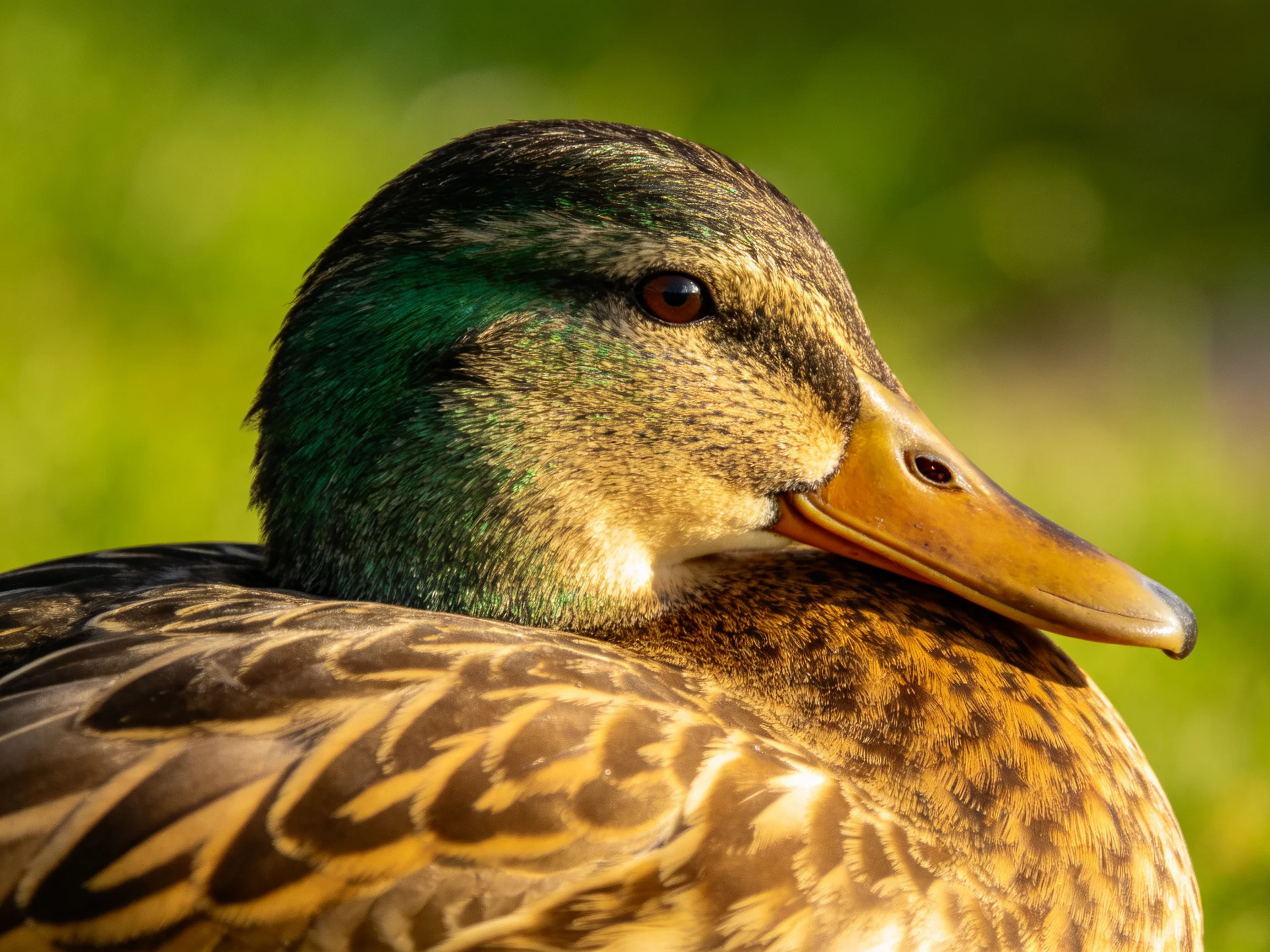 A close-up of a duck with iridescent green head and golden-brown plumage