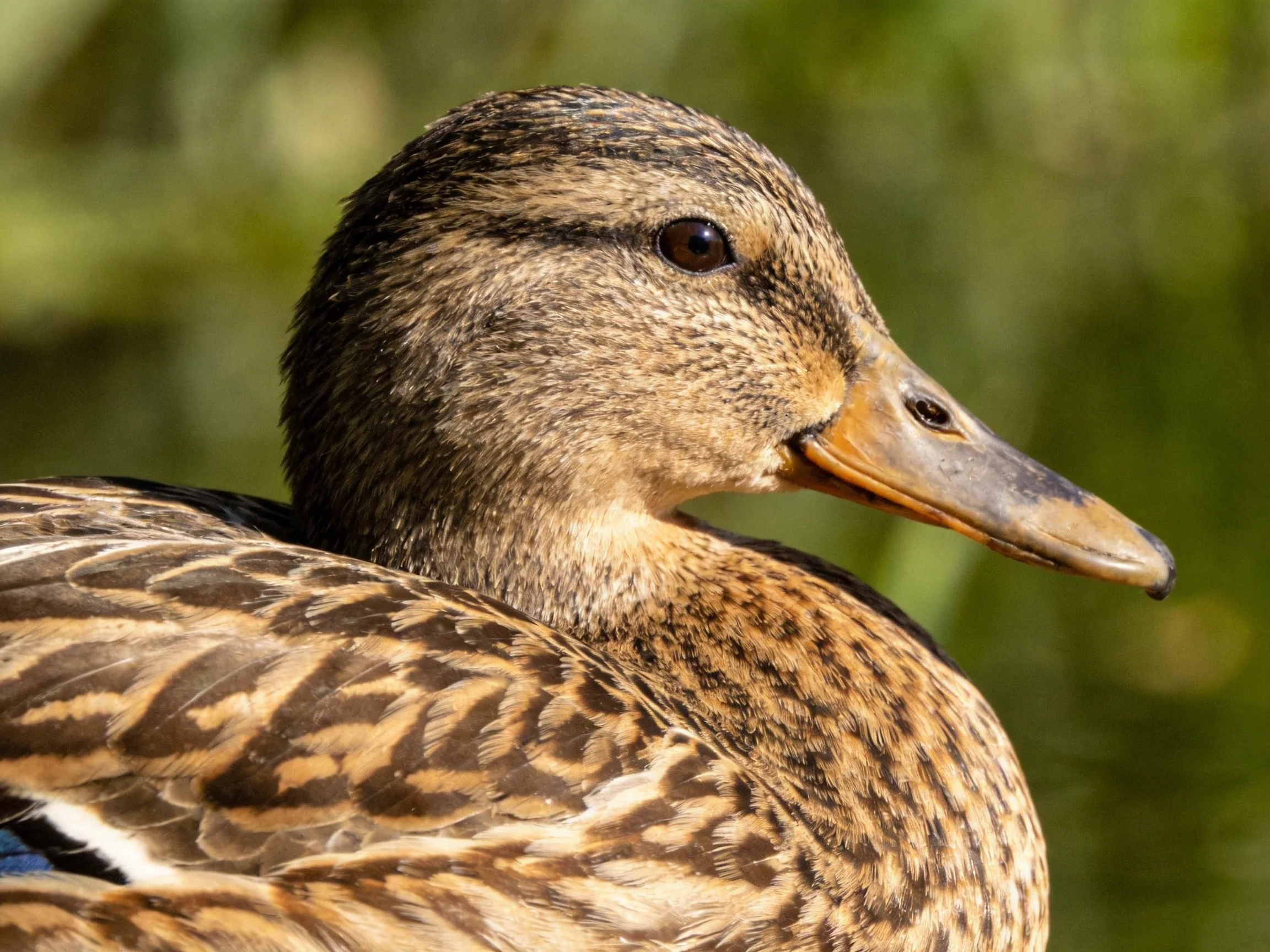A close-up of a female mallard duck with brown and tan feather patterns