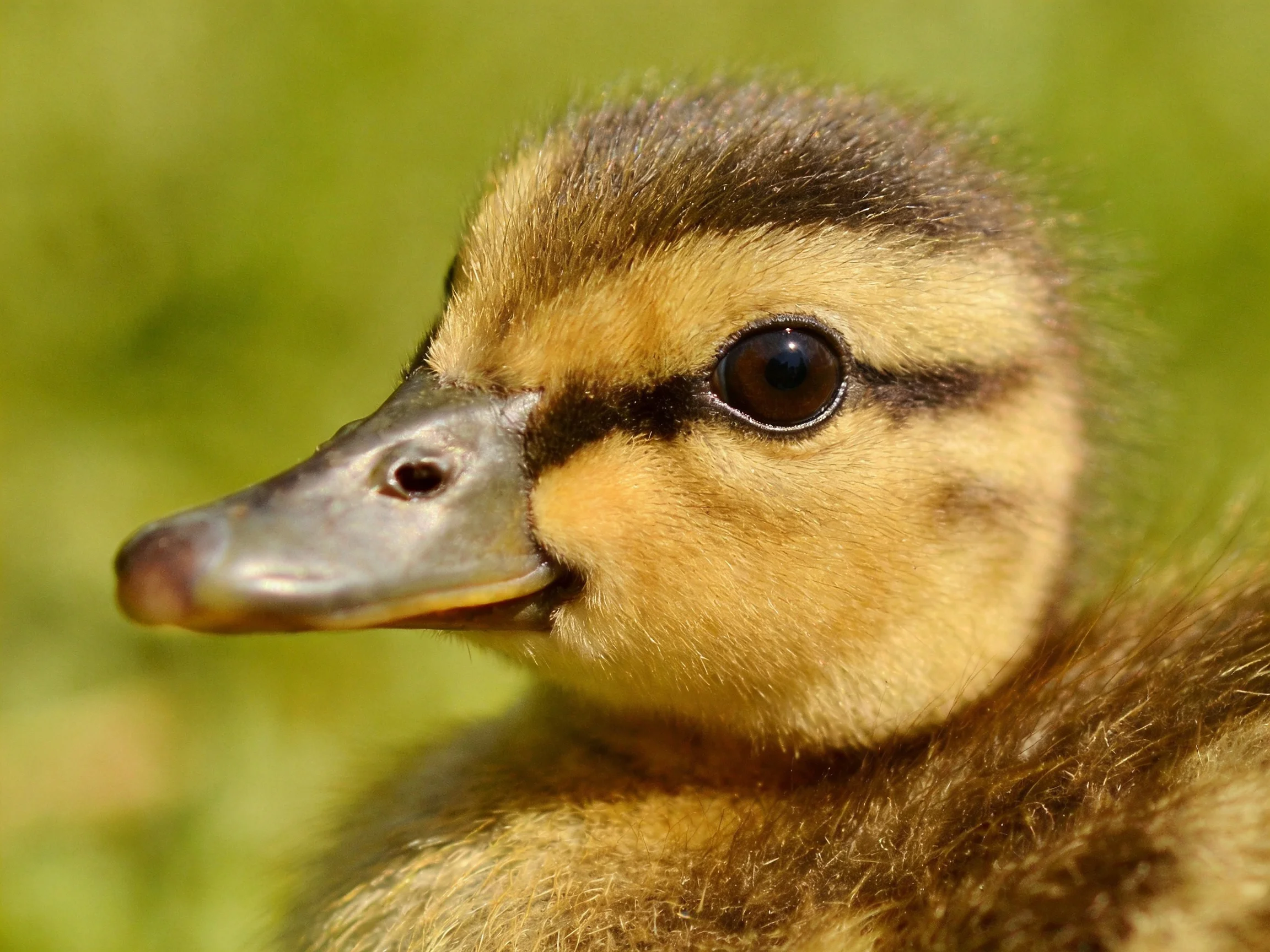 A close-up of a fluffy brown and yellow duckling with large dark eyes