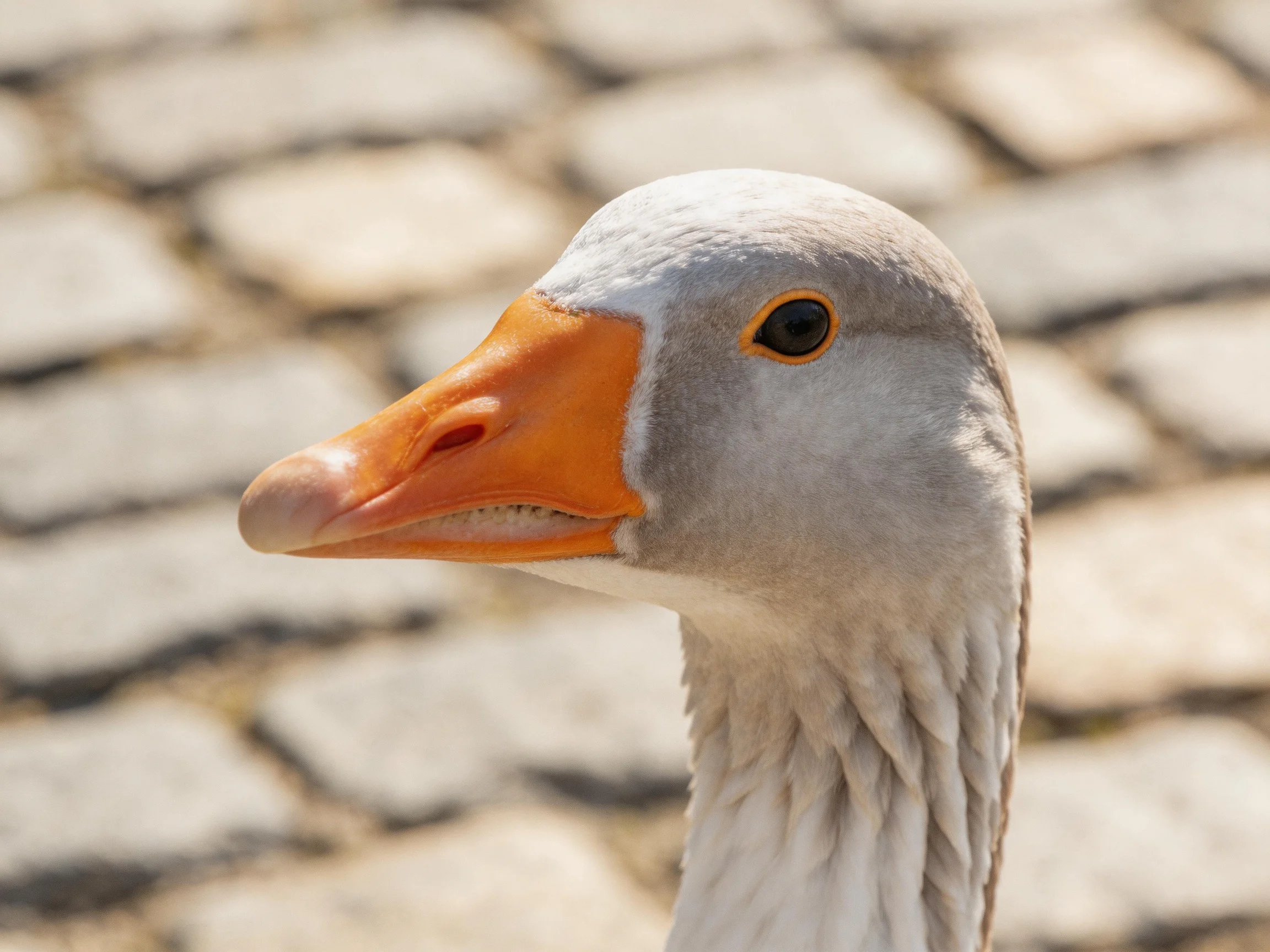 A close - up of a goose with an orange beak and gray feathers near cobblestones