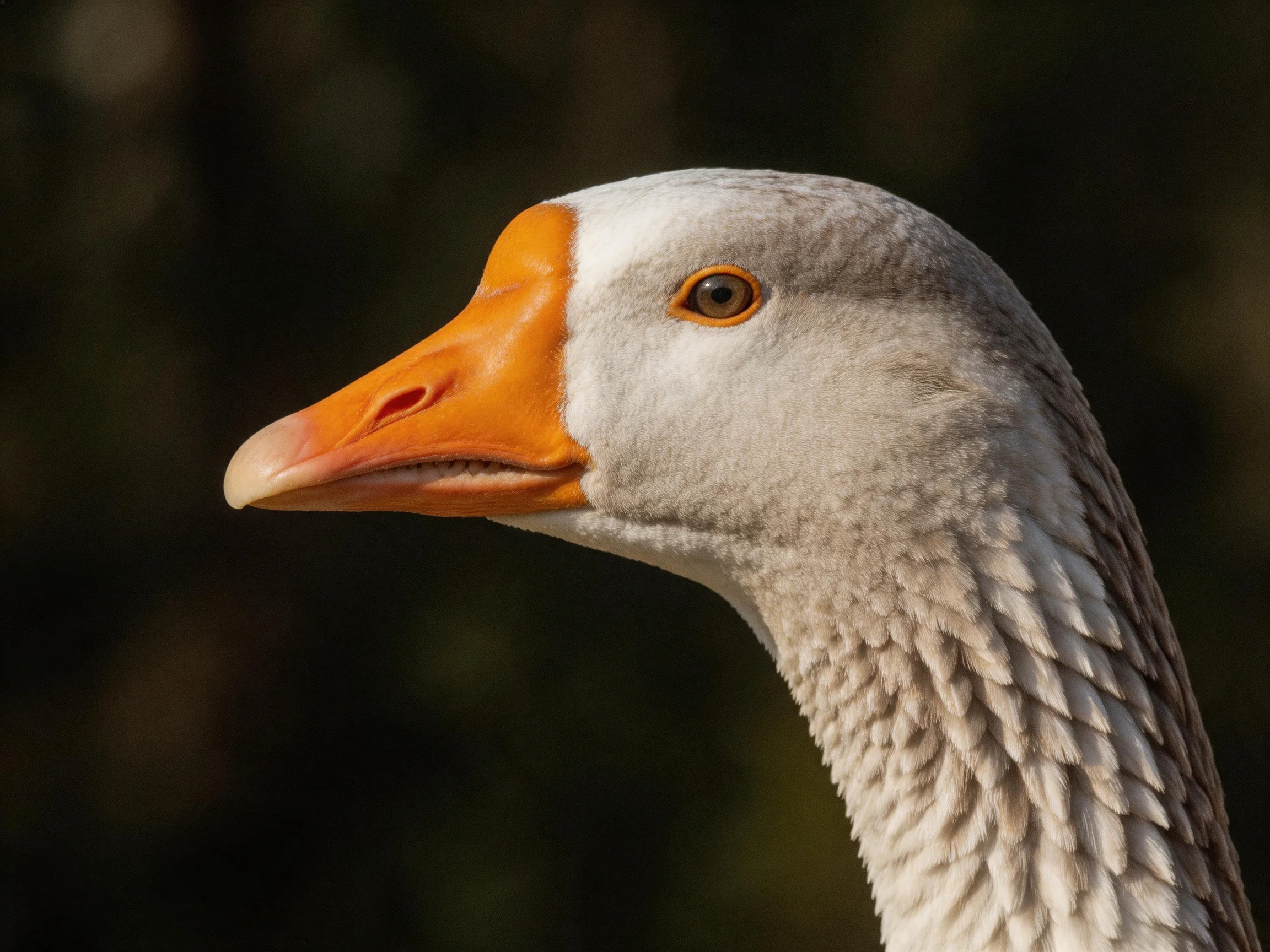 A close - up of a goose with an orange beak and grayish - white plumage
