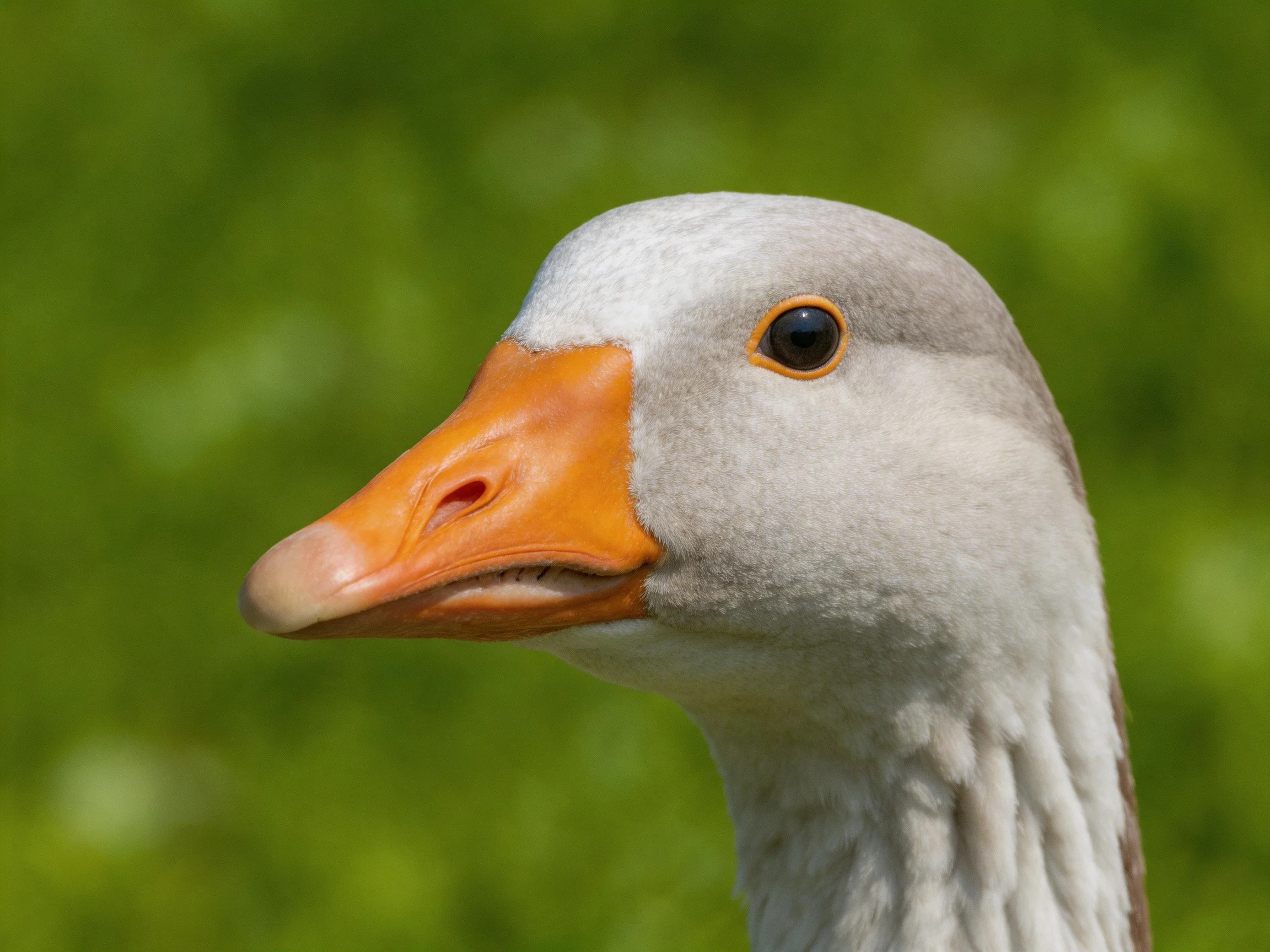 A close - up of a goose with white feathers and an orange beak against a green background