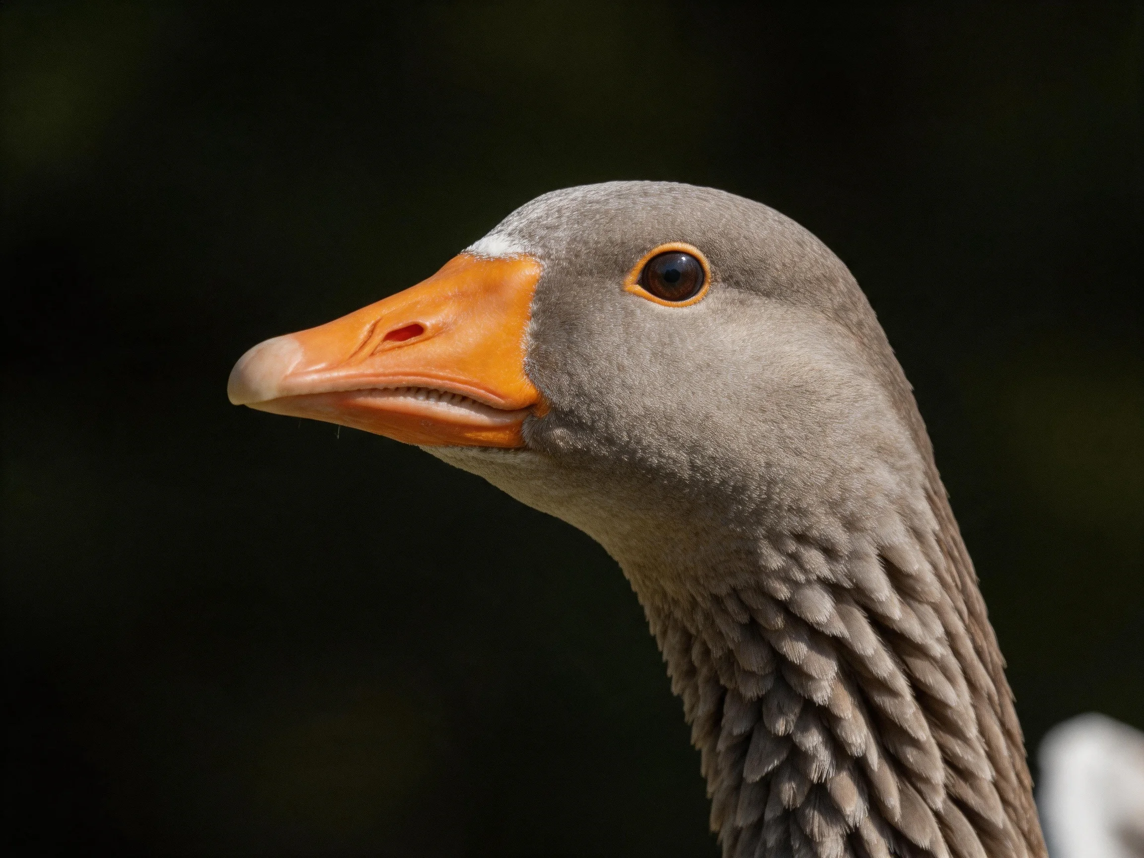 A close - up of a gray goose with an orange beak amid dark surroundings