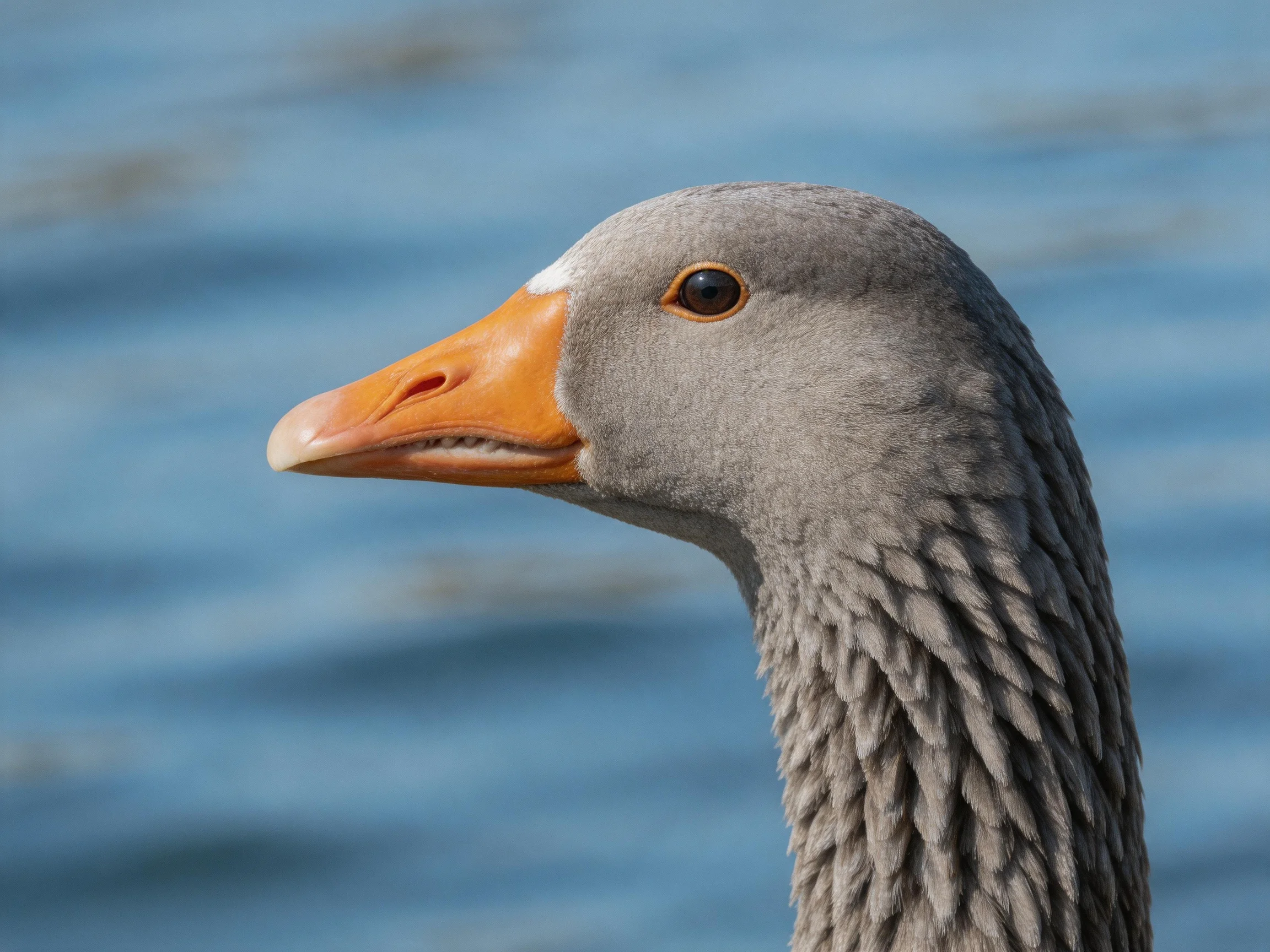 A close - up of a gray goose with an orange beak near calm blue water