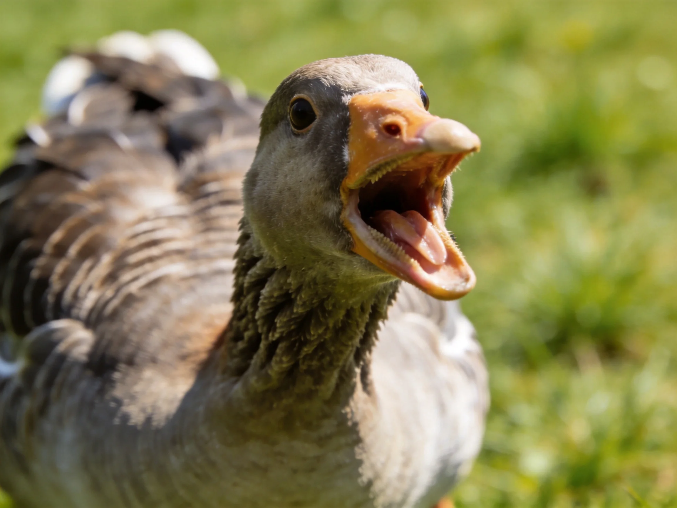 A close - up of a gray goose with an orange beak vocalizing on green grass