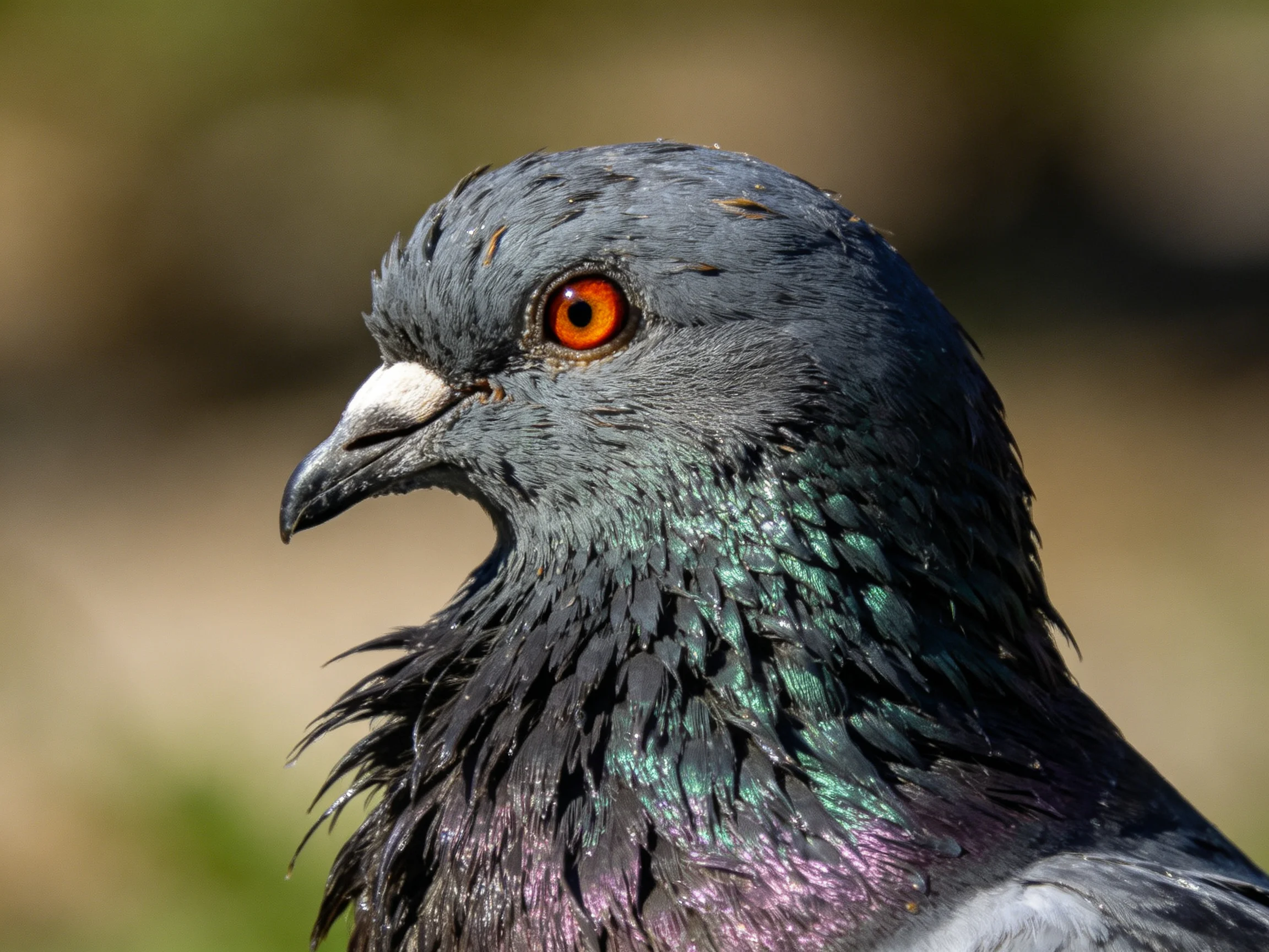 A close - up of a gray pigeon with iridescent green - purple neck feathers and an orange eye