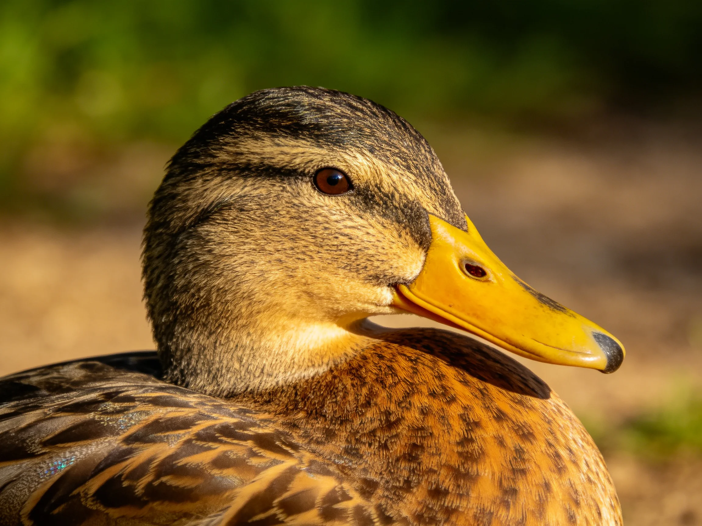 A close - up of a mallard duck with brown, tan, and yellow feathers is shown.