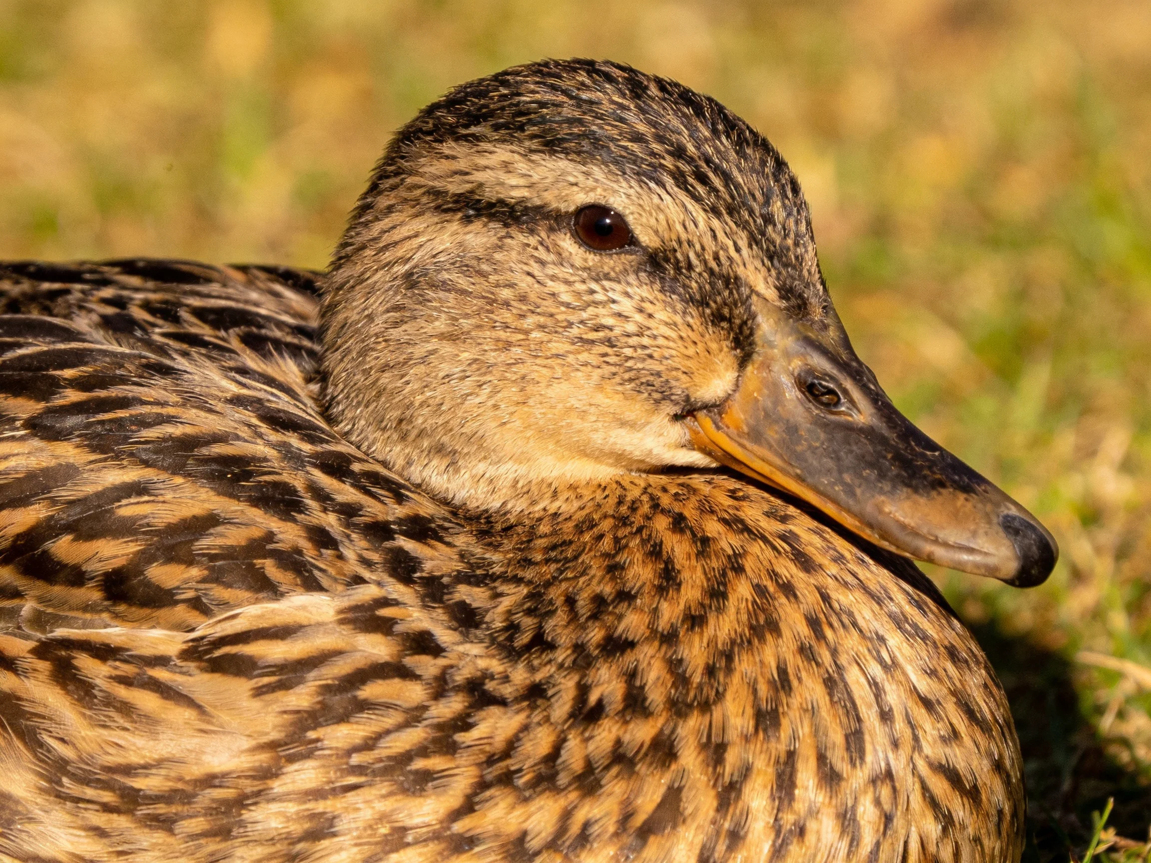 A mottled brown duck rests on green grass.