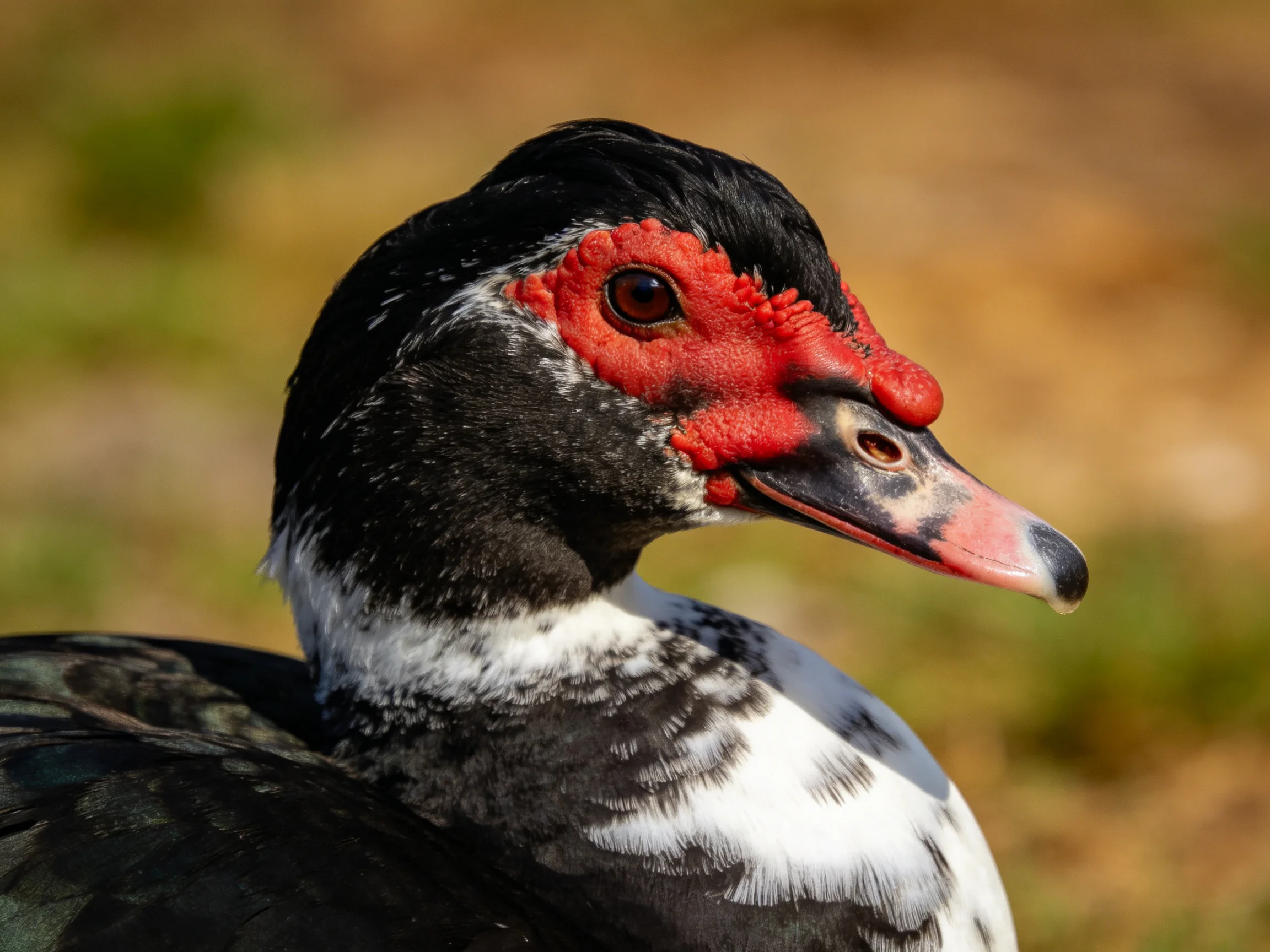 A close-up of a muscovy duck with red facial skin and black-and-white plumage