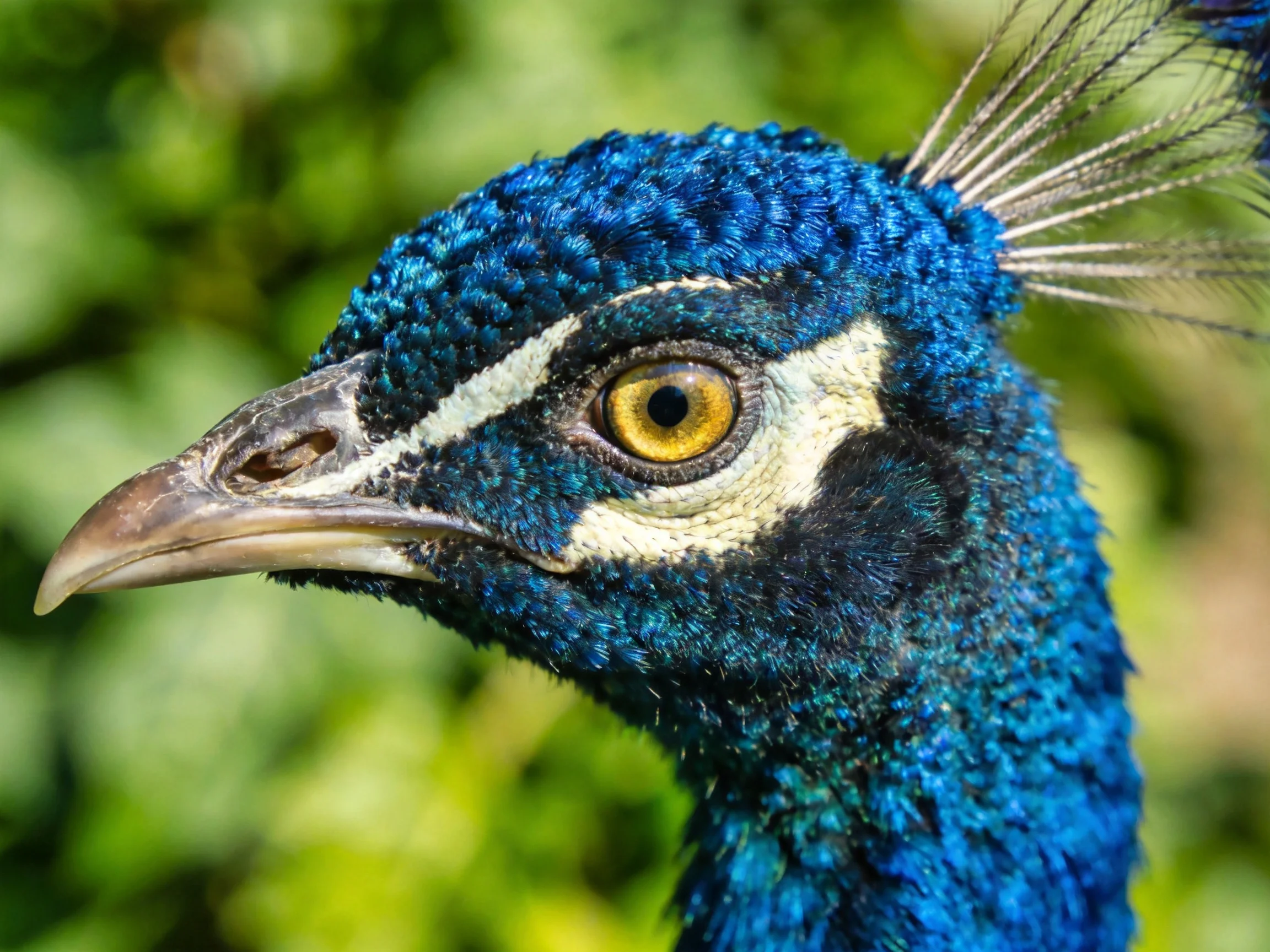 A close-up of a peacocks head with vivid blue iridescent plumage