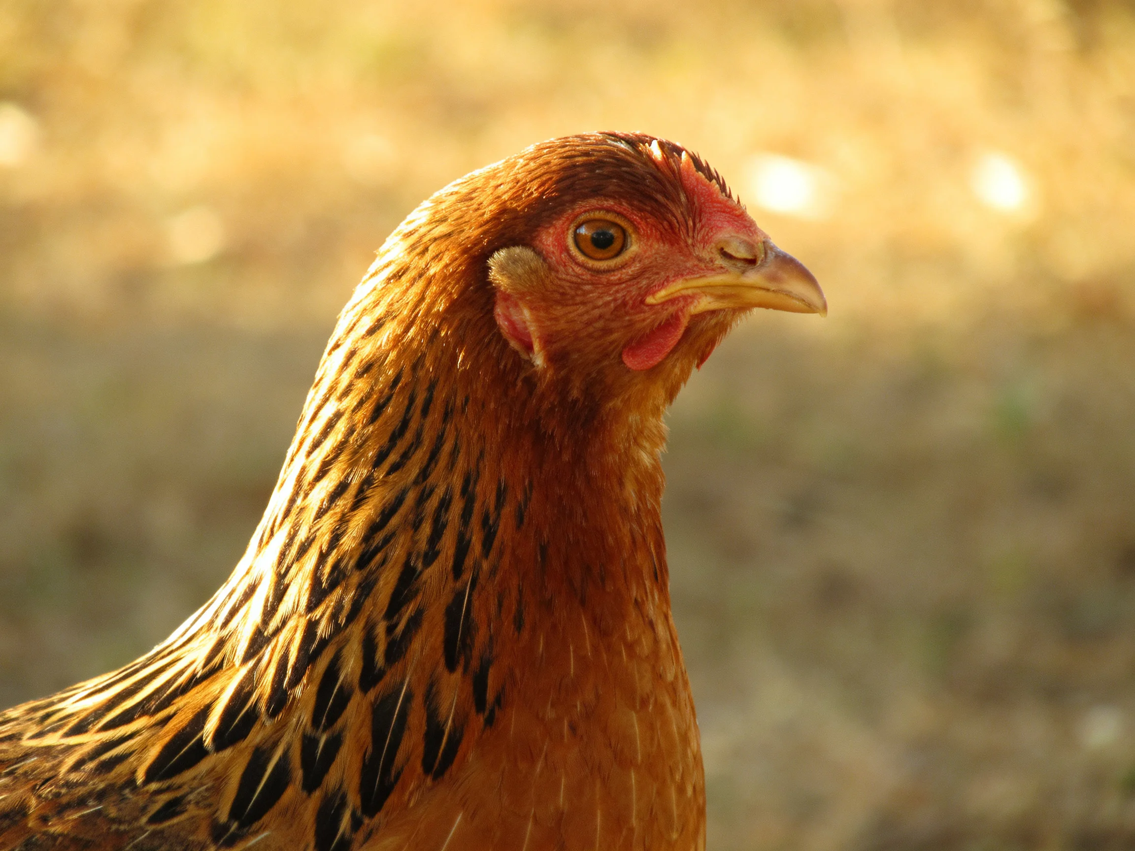 A close-up of a reddish-brown hen with black feather patterns and a red comb