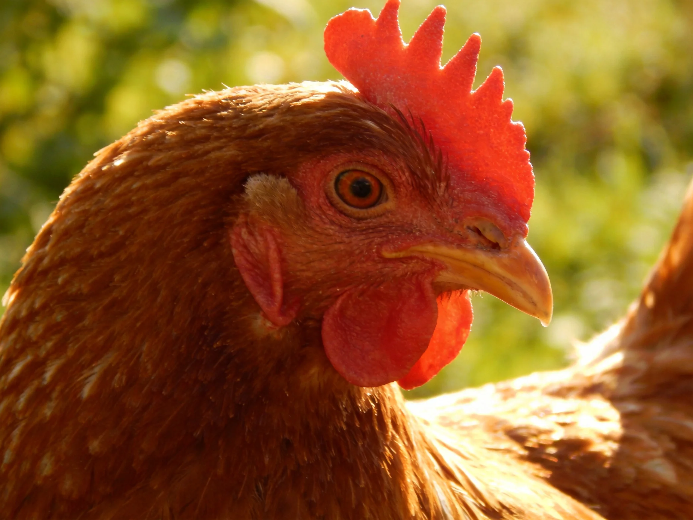 A reddish-brown hen with vibrant red comb and wattle is shown up close.