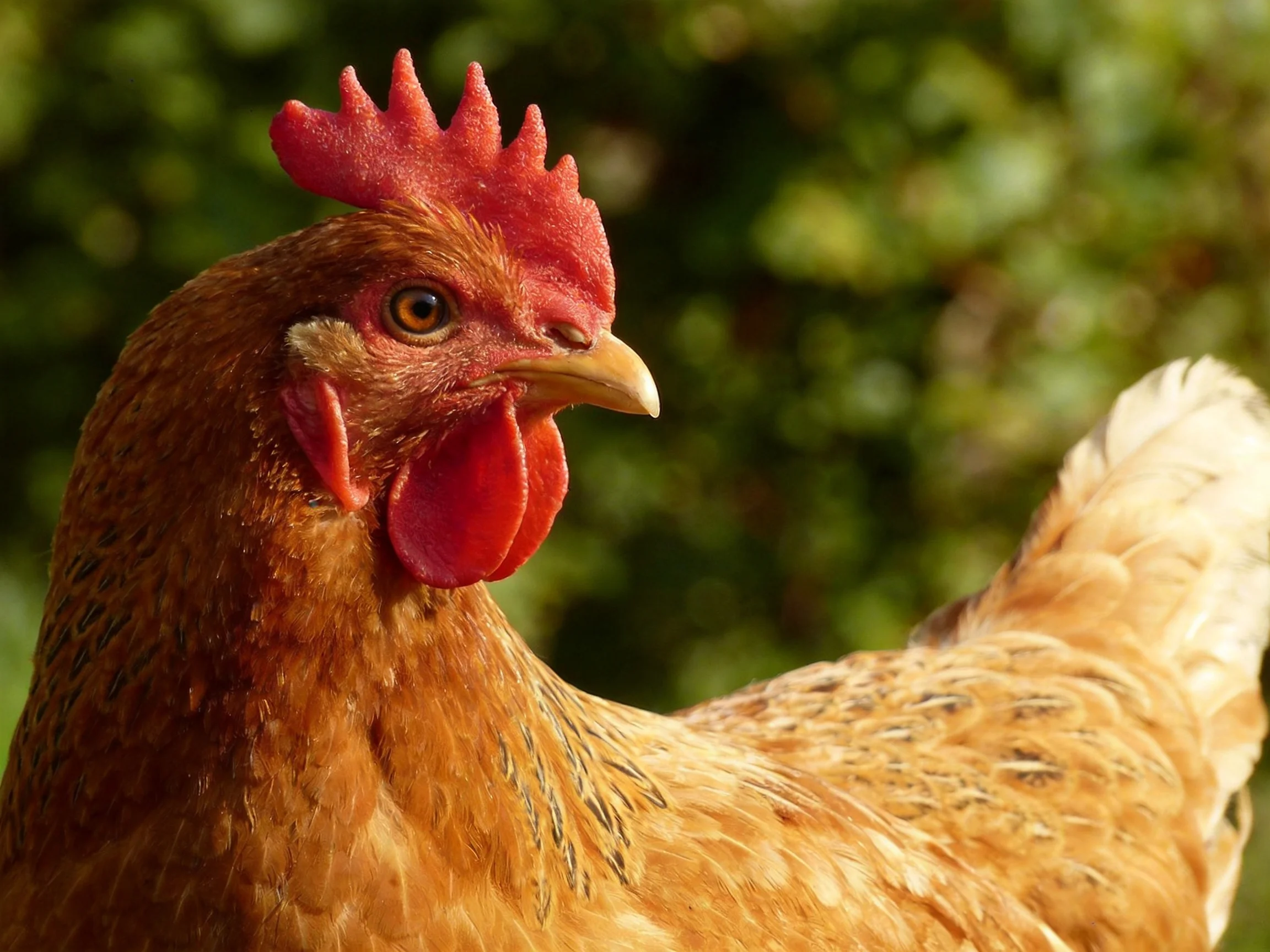 A close - up of a reddish - brown hen with vibrant red comb and wattles