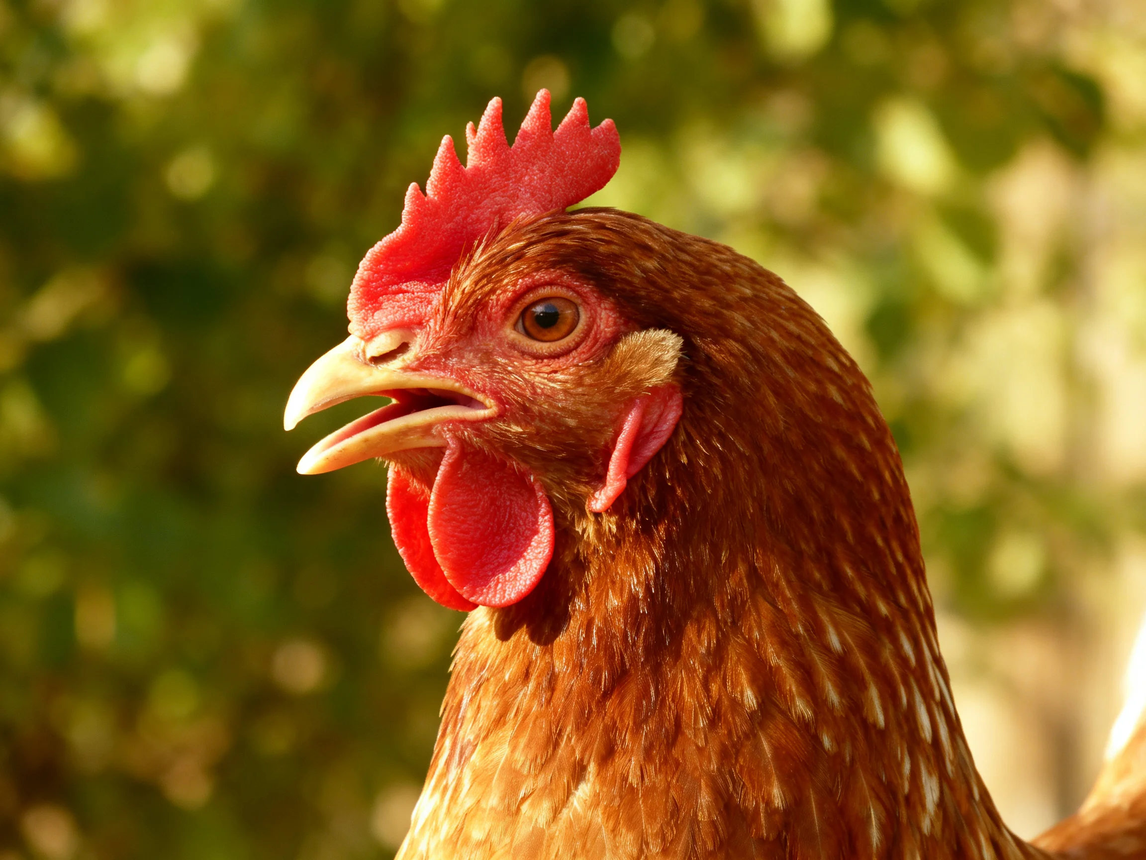 A close-up of a reddish-brown hen with vibrant red comb and wattles