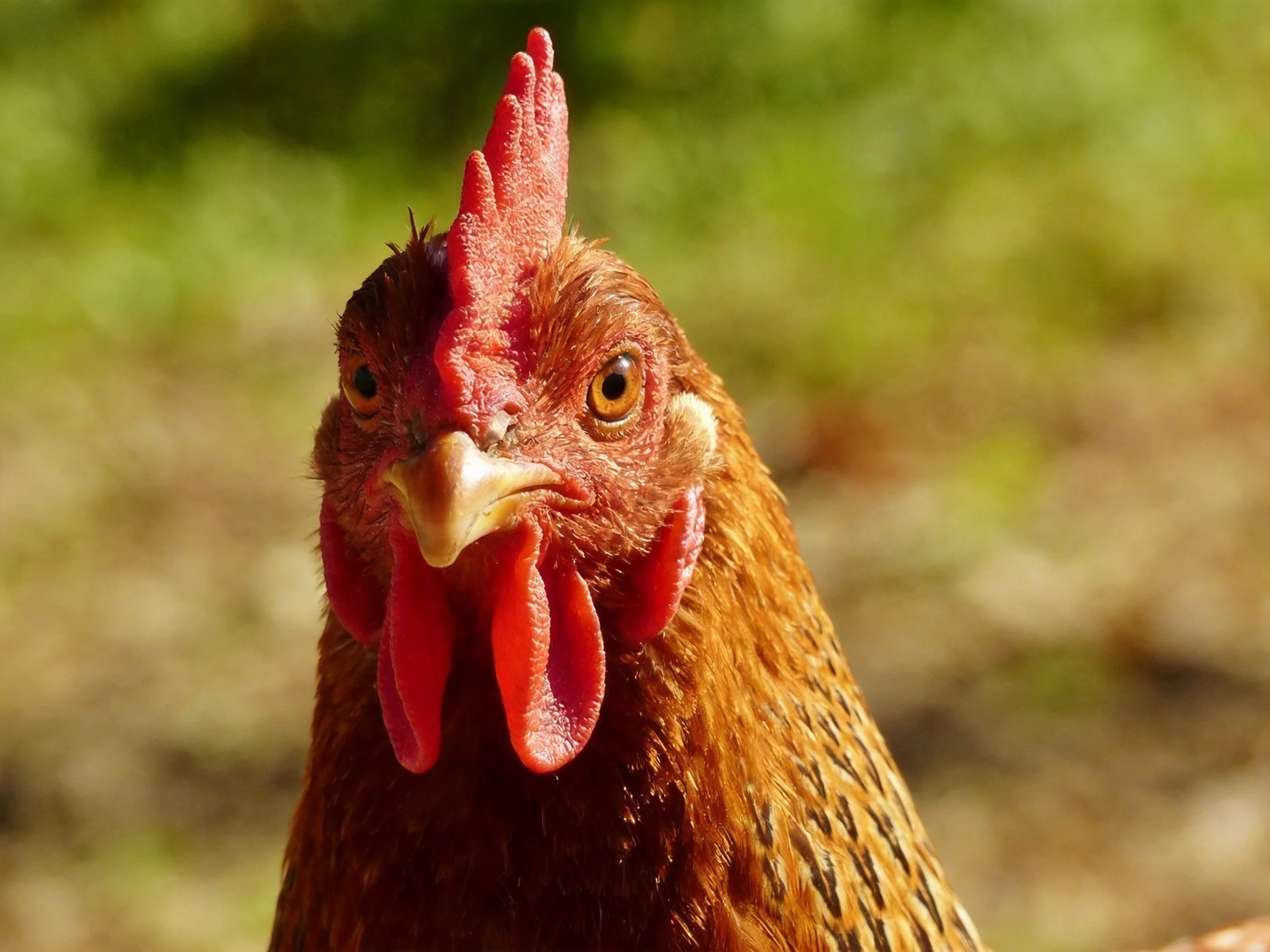 A close-up of a reddish-brown hen with vibrant red comb and wattles