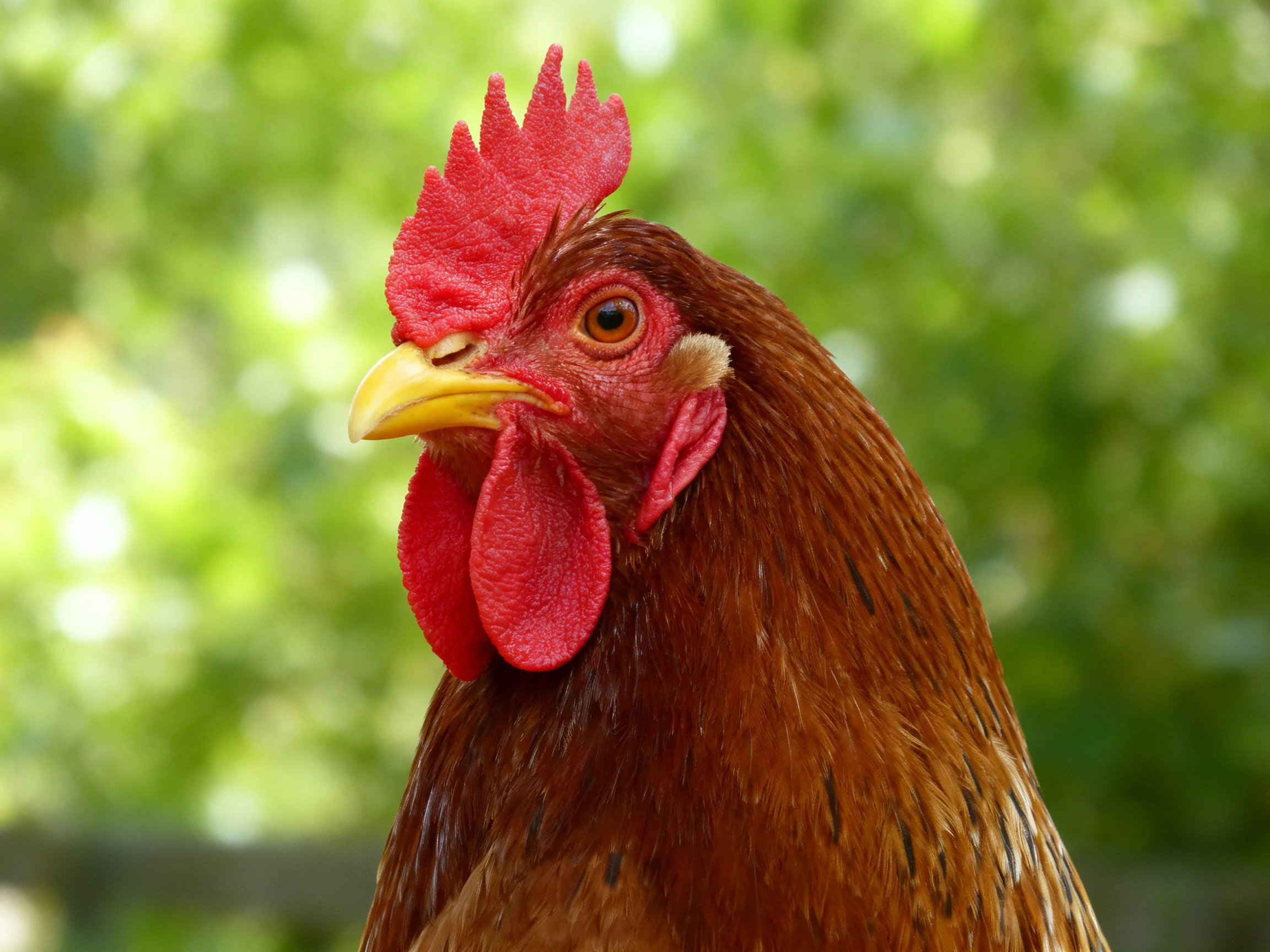 A close - up of a reddish - brown hen with vibrant red combs