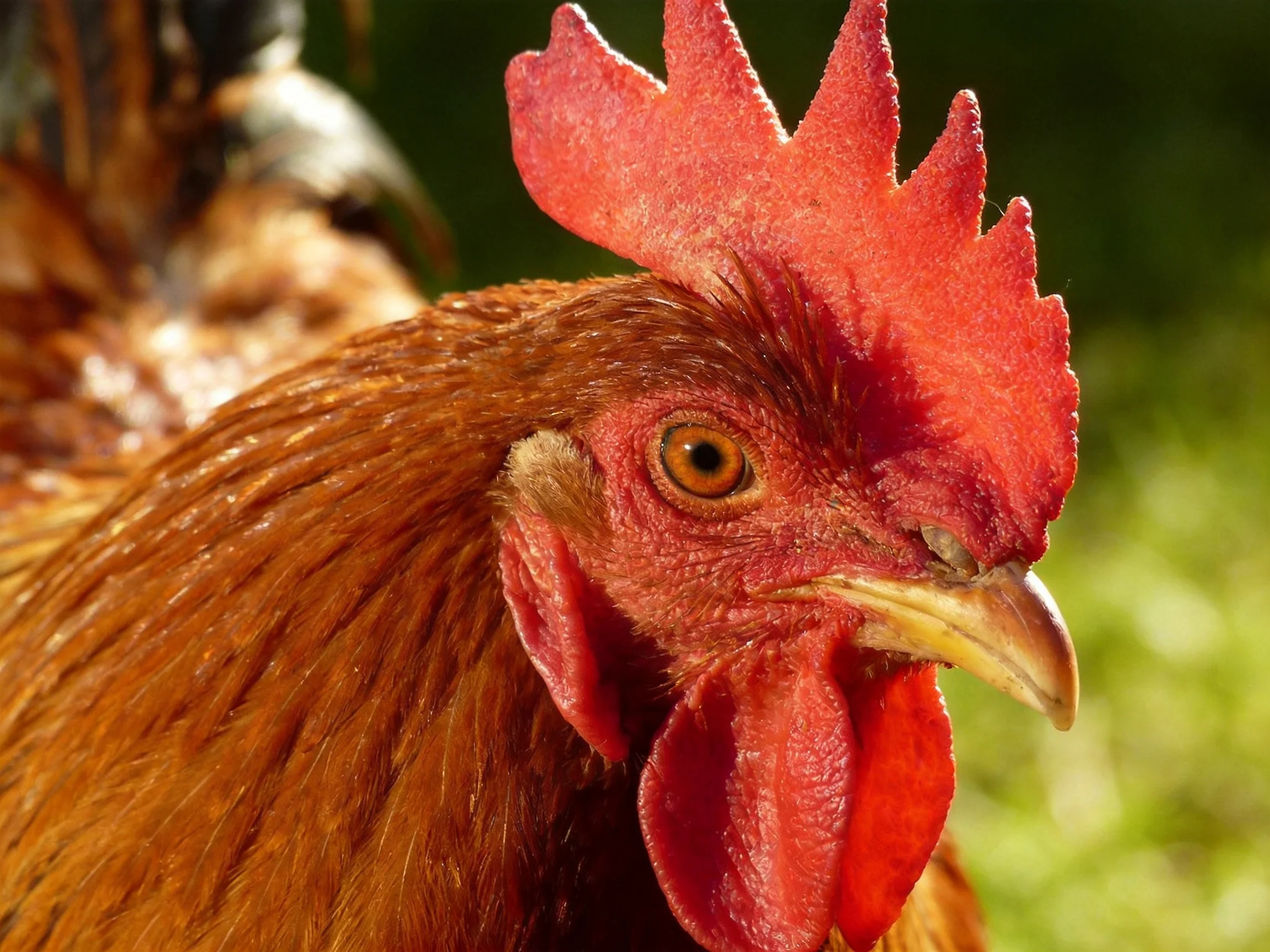 A close-up of a reddish-brown rooster with vibrant red comb
