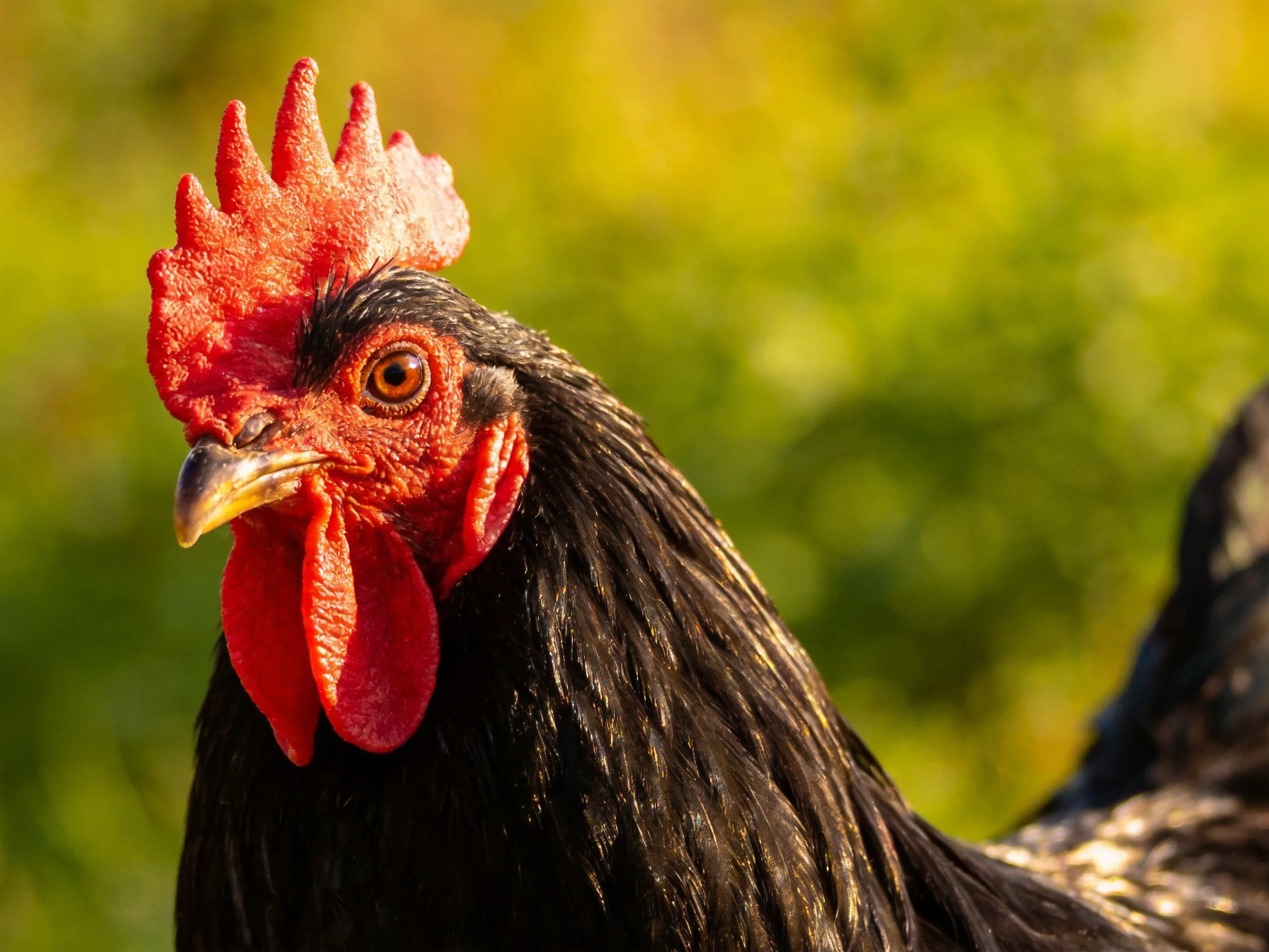 A close - up of a rooster with vibrant red comb and glossy black feathers