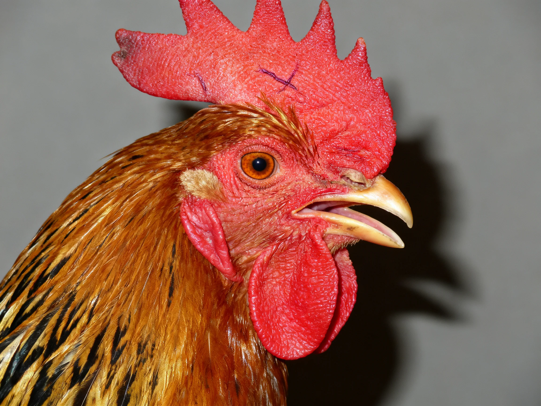 A close - up of a rooster with vibrant red comb and multicolored plumage