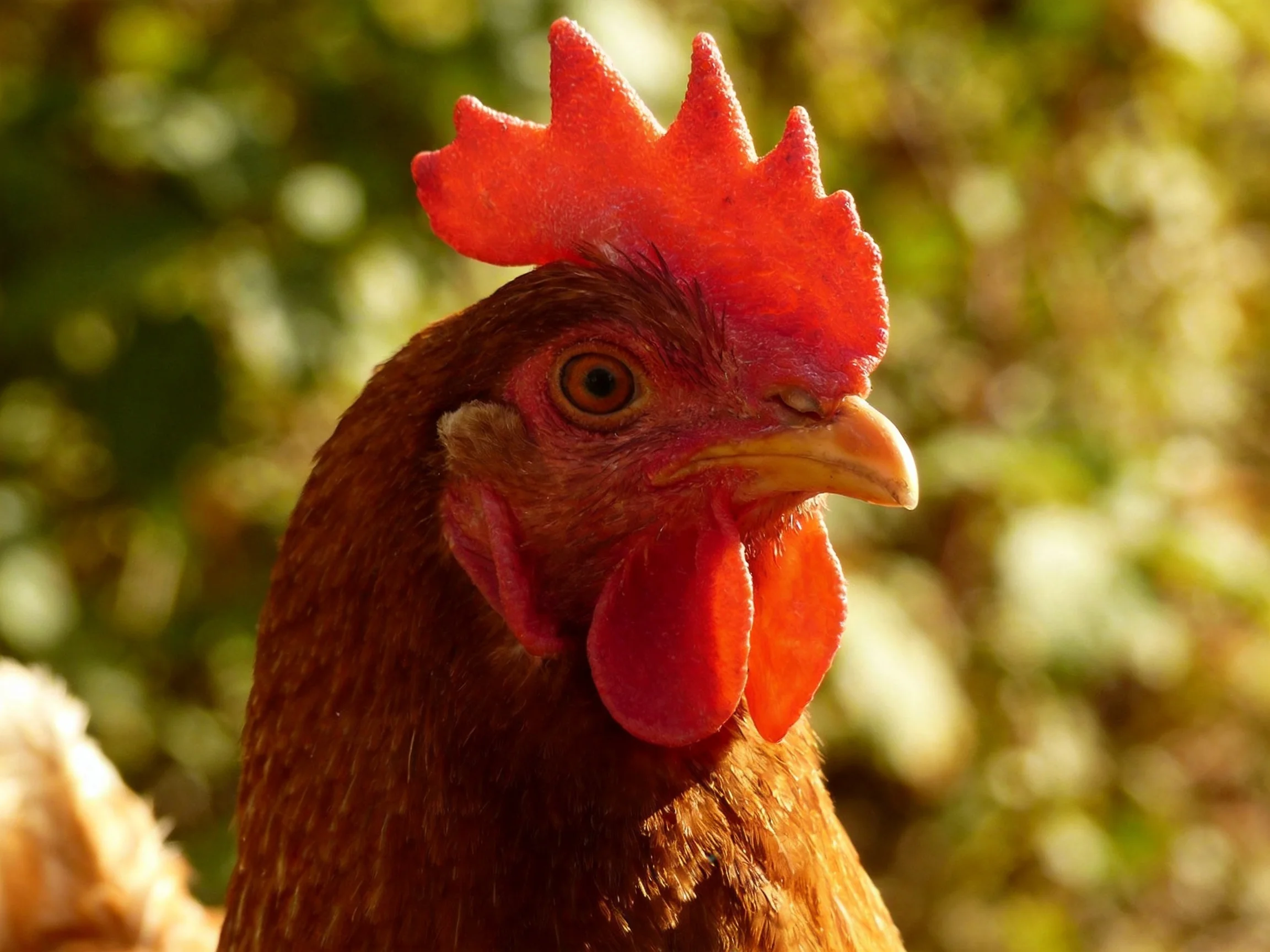 A close-up of a rooster with vivid red comb and brown plumage in a sunlit environment