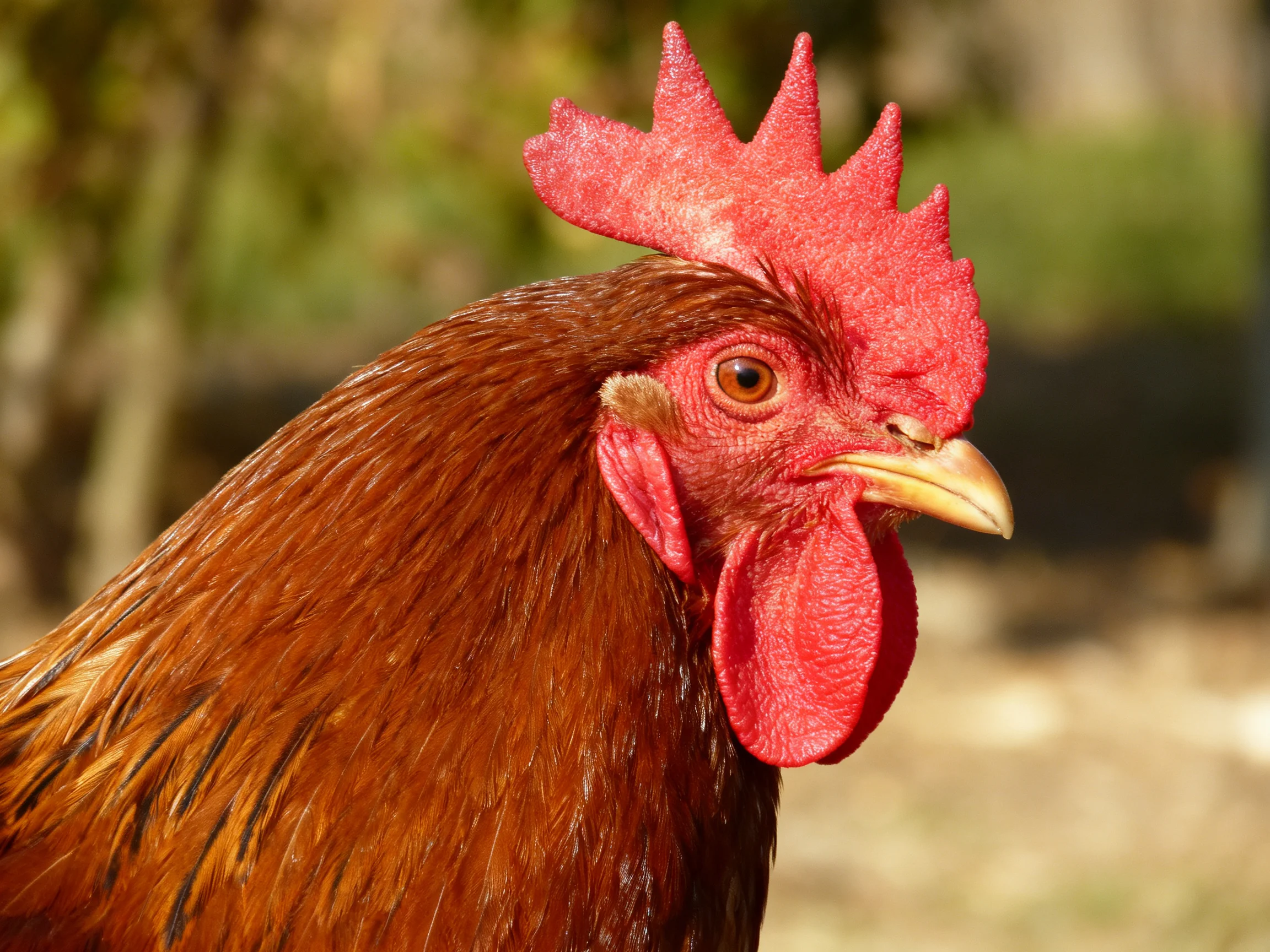 A close - up of a rooster with vivid red comb and glossy brown feathers