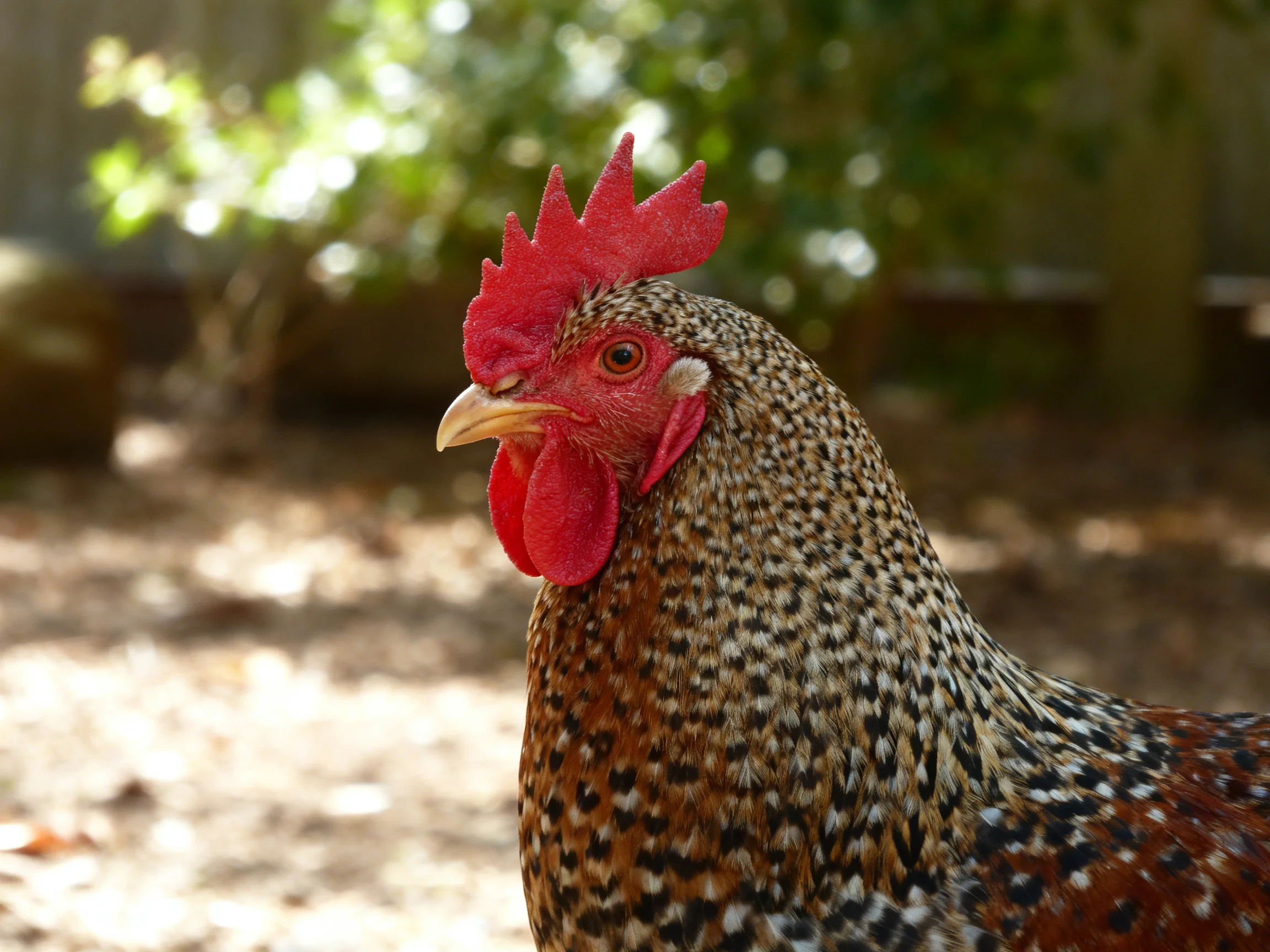A close - up of a speckled rooster with vibrant red comb outdoors