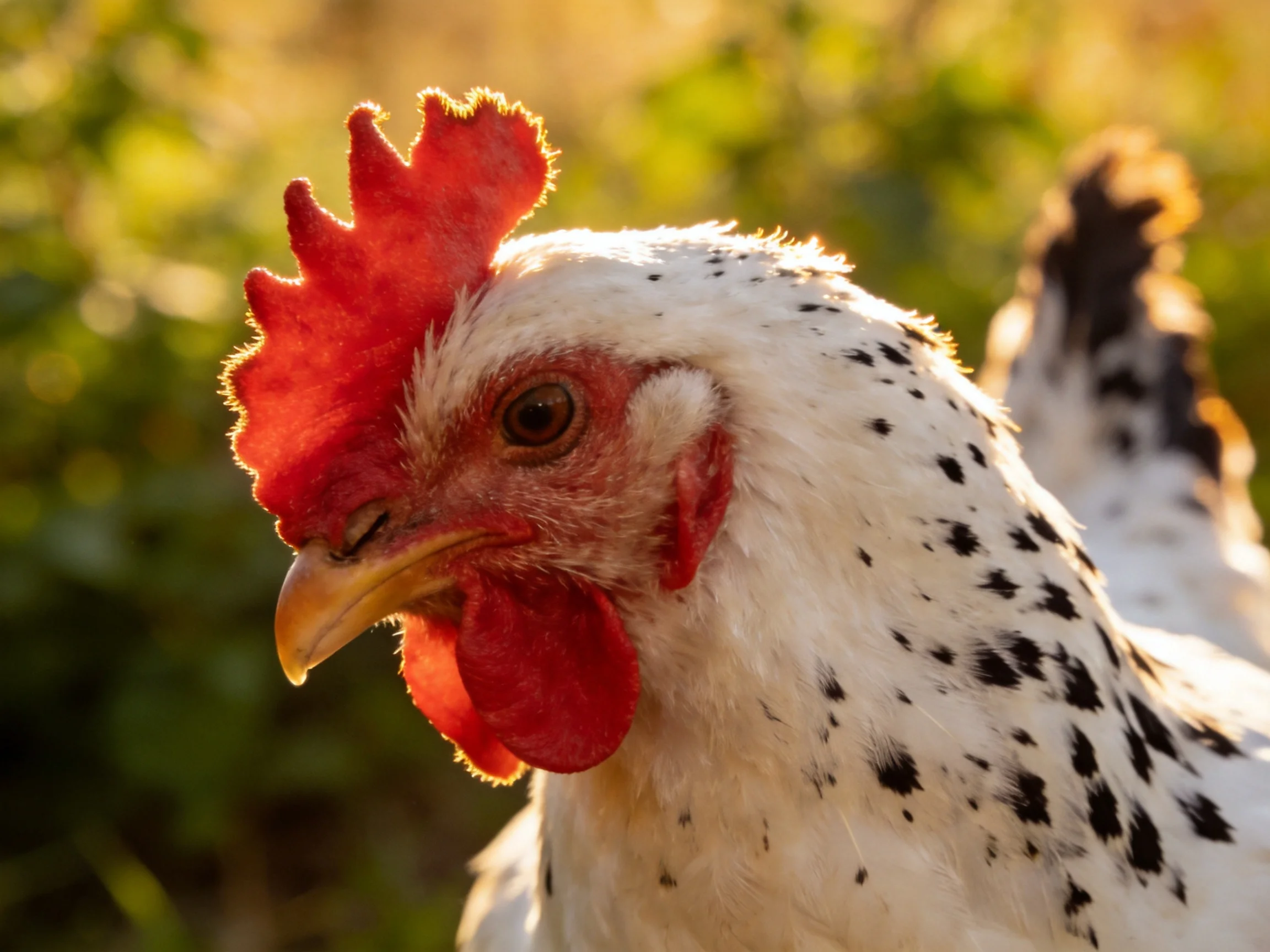 A close - up of a spotted hen with vibrant red comb outdoors
